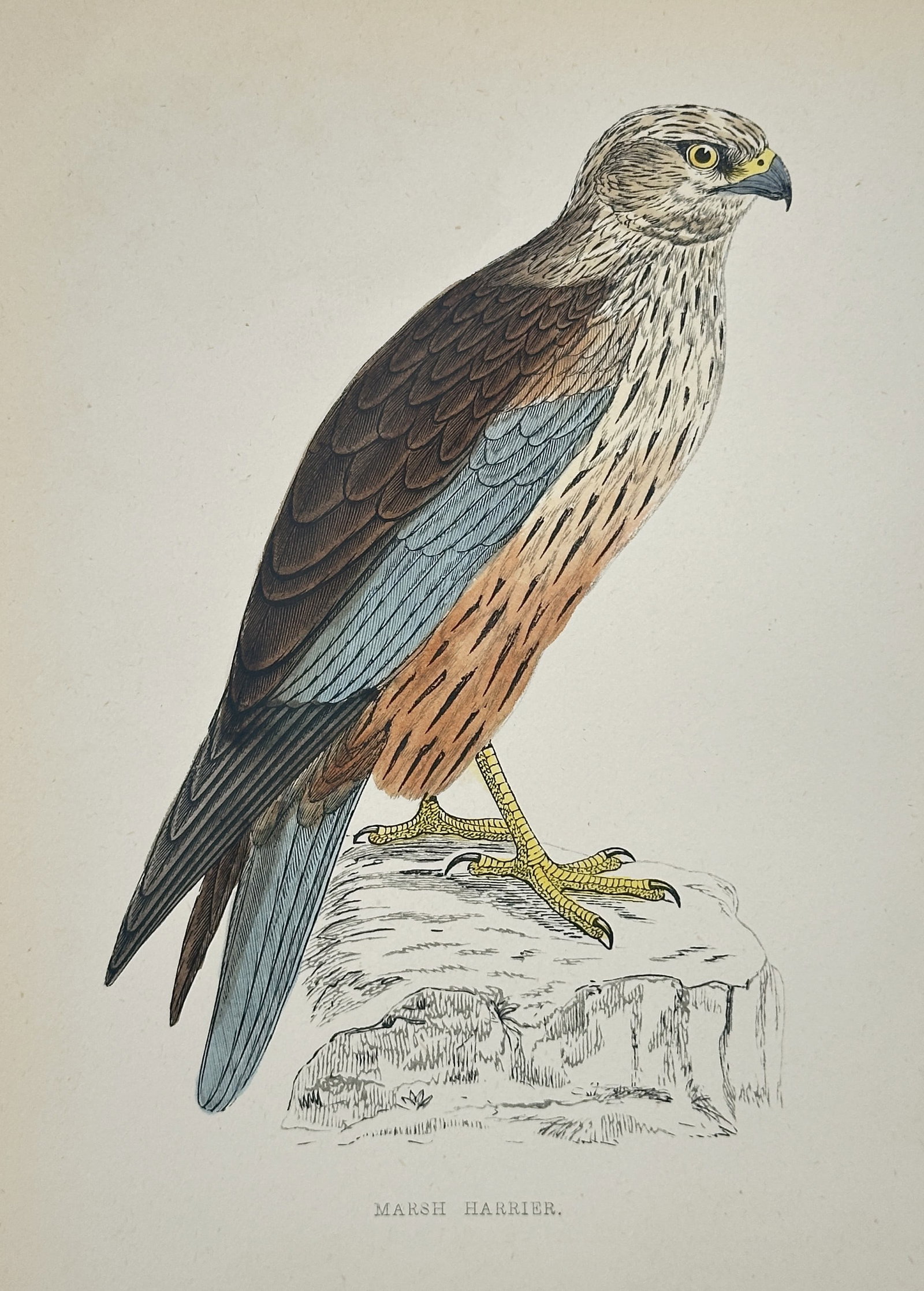 Francis Orpen Morris (1810–1893) – Marsh Harrier – Wood Engraving (1853): This illustration depicts a marsh harrier perched alertly on a weathered rock, capturing the bird's distinctive plumage and sharp, predatory gaze characteristic of birds of prey. The subject is shown 