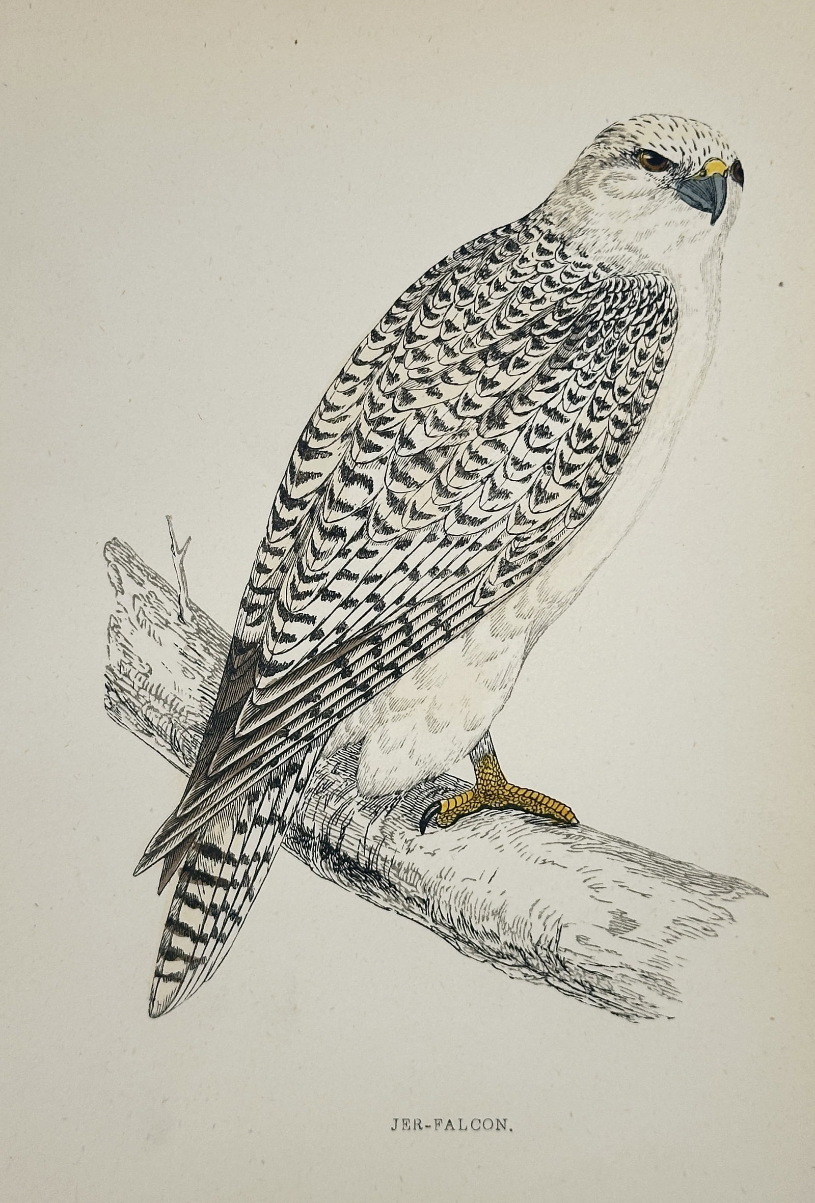 Francis Orpen Morris (1810–1893) – Jer-Falcon – Wood Engraving (1853): This illustration depicts a Jer-Falcon (Gyrfalcon) perched alertly on a weathered branch, capturing the bird's striking white and dark-mottled plumage. The subject is shown in profile, highlighting th