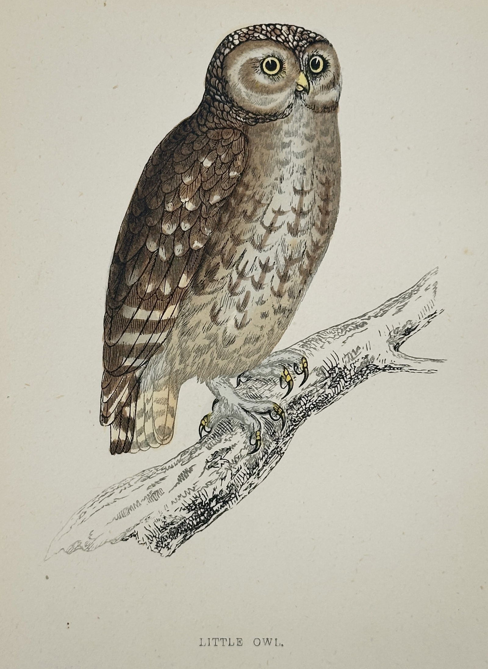 Francis Orpen Morris (1810–1893) – Little Owl – Wood Engraving (1853) (1 of 2)