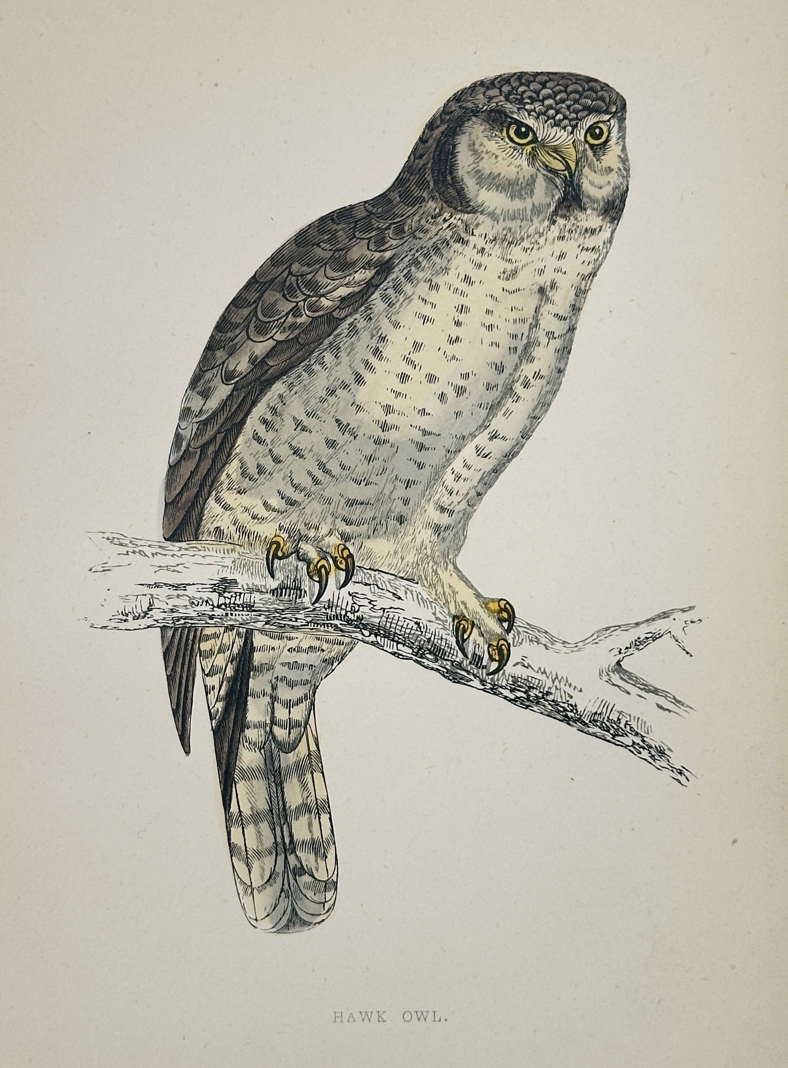 Francis Orpen Morris (1810–1893) – Hawk Owl – Wood Engraving (1853) (1 of 2)
