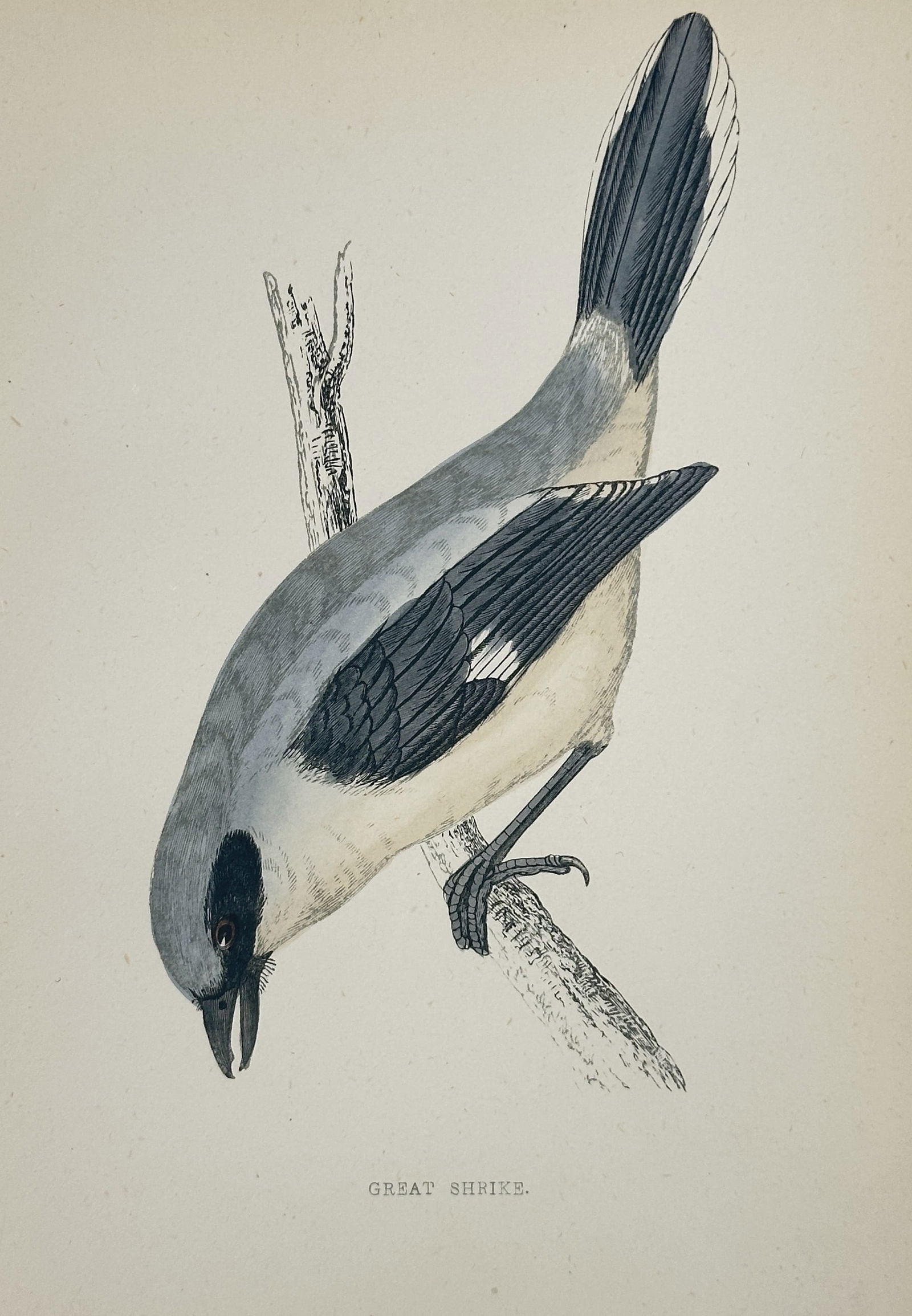 Francis Orpen Morris (1810–1893) – Great Shrike – Wood Engraving (1853): This illustration depicts a Great Shrike perched on a slender, vertical branch, captured in a downward-facing posture that highlights the bird’s distinctive black mask and hooked beak characteristic