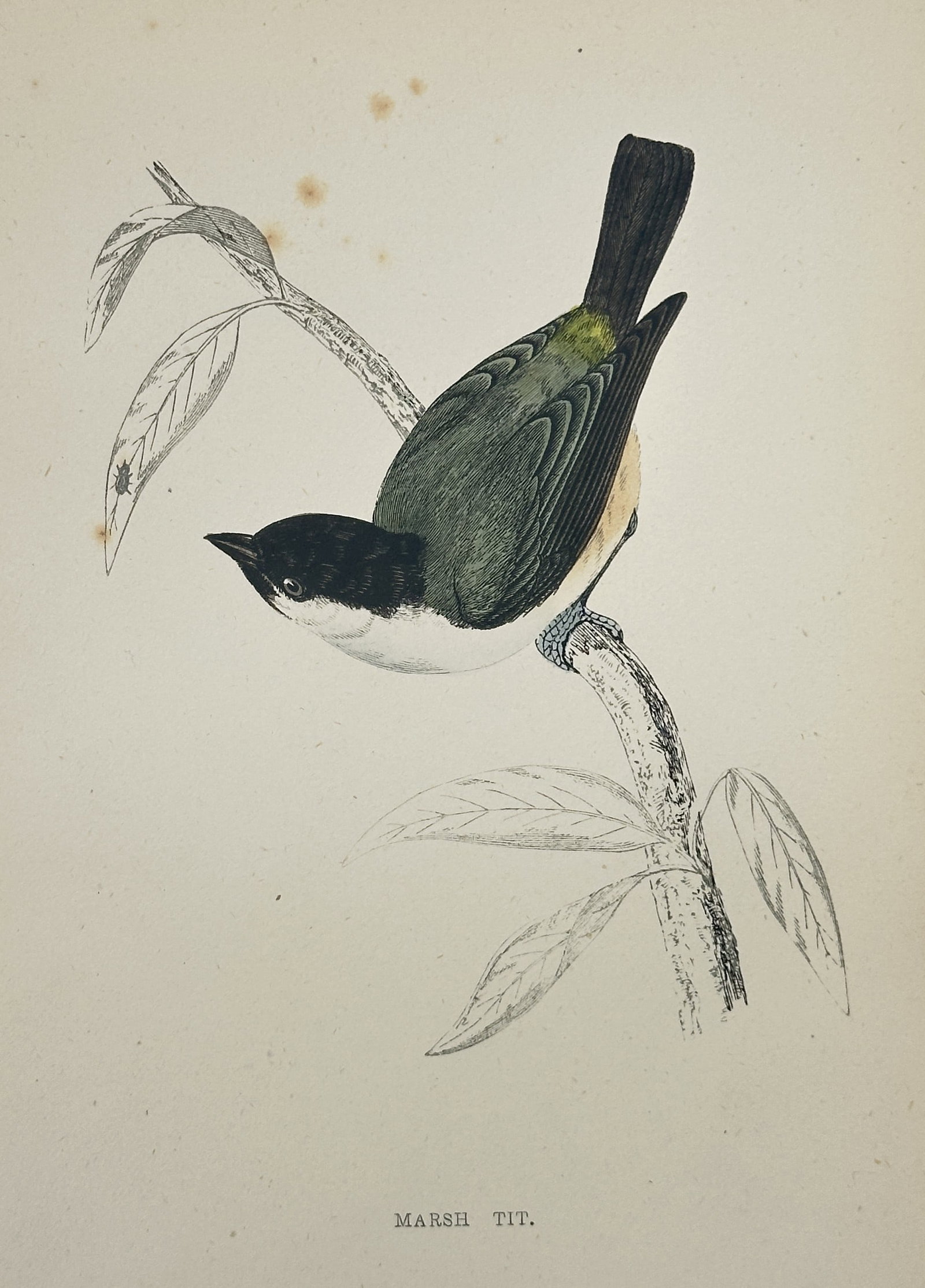 Francis Orpen Morris (1810–1893) – Marsh Tit – Wood Engraving (1853): This illustration depicts a Marsh Tit perched on a slender, leafy branch, captured in a slightly downward-leaning posture that highlights the bird's characteristic black cap and bib. The subject is sh