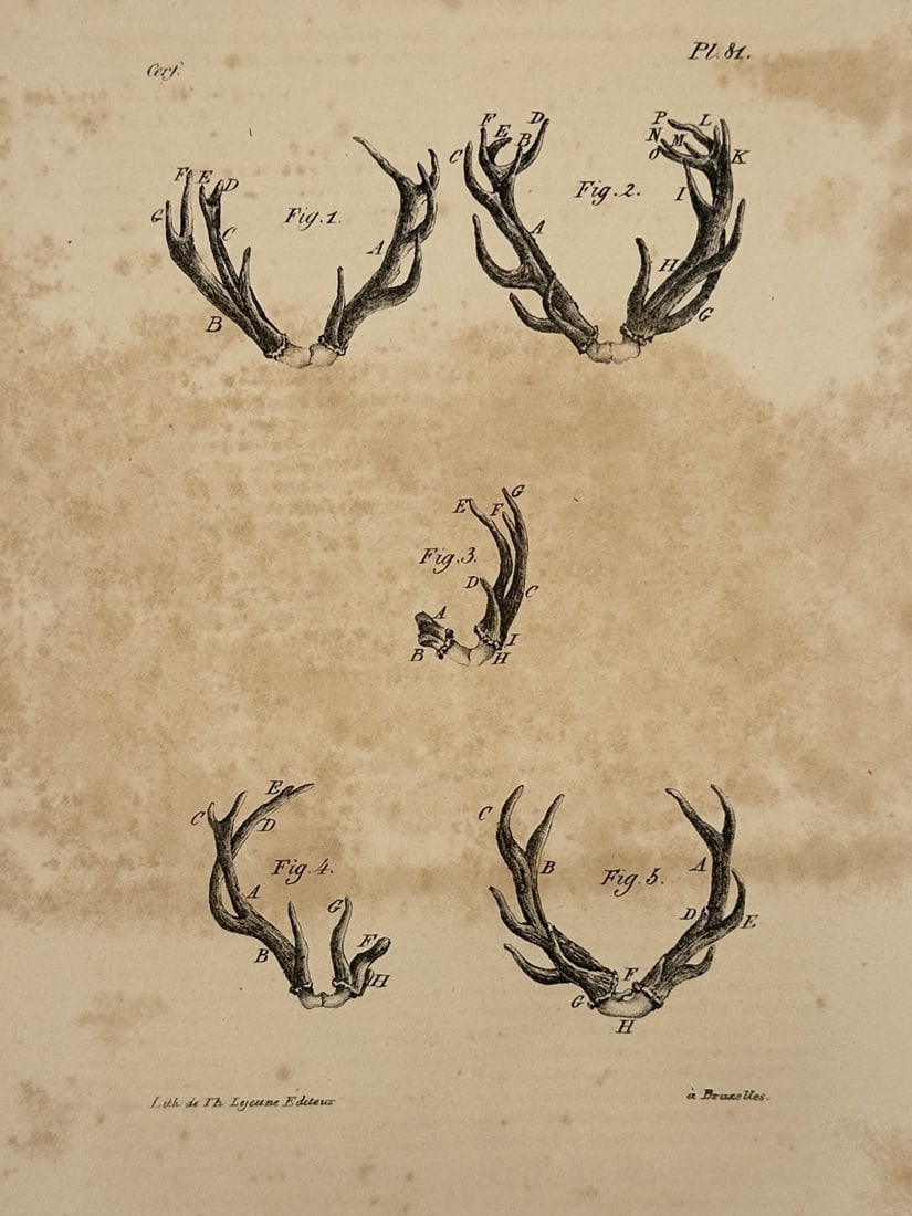 Georges-Louis Leclerc, Comte de Buffon – Antlers of the Stag – Lithograph (1833) (1 of 2)