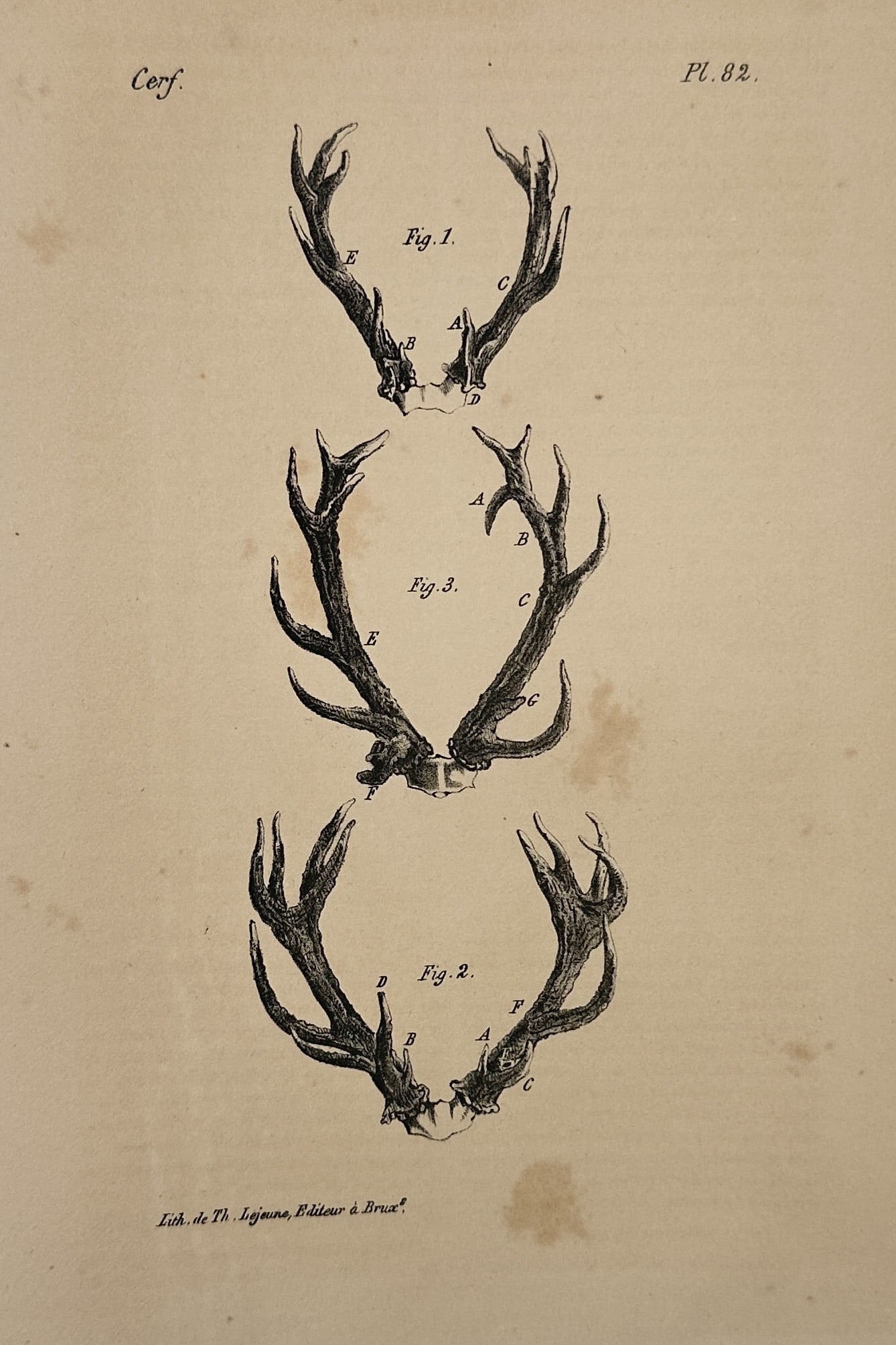 Georges-Louis Leclerc, Comte de Buffon – Comparative Studies of Deer and Mammals – Lithograph (1 of 2)