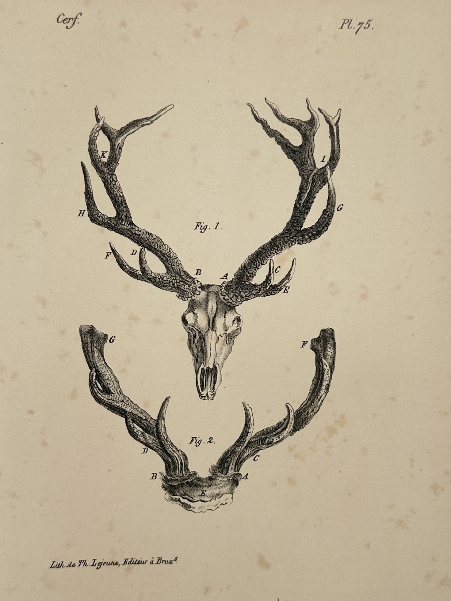 Georges-Louis Leclerc, Comte de Buffon – Skull and Antlers of the Stag – Lithograph (1833): This illustration presents a scientific study of a stag's cranium and antlers, featuring a front view of the skull and a separate rendering of the antler base. The plate provides a detailed examinatio
