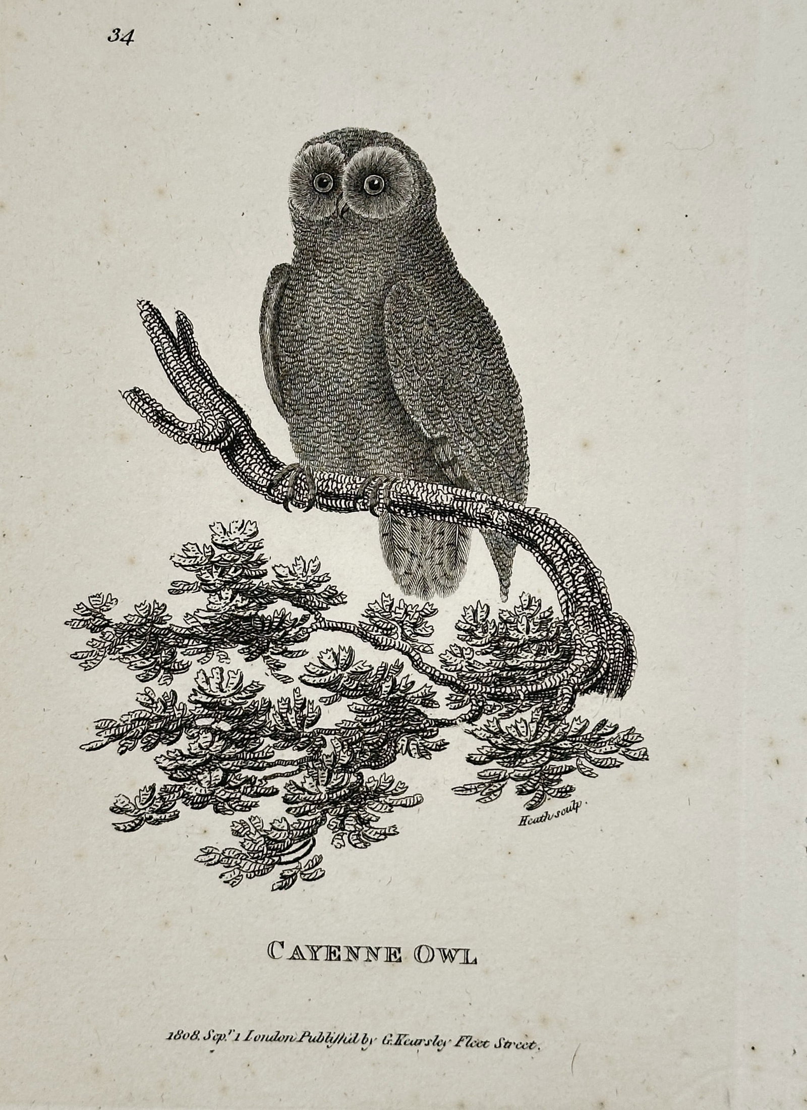 George Shaw (1751–1813) – Cayenne Owl – Engraving (1808): This illustration depicts a Cayenne owl perched on a textured branch with pine-like foliage. The work was published as part of General Zoology, or Systematic Natural History, a multi-volume encycloped