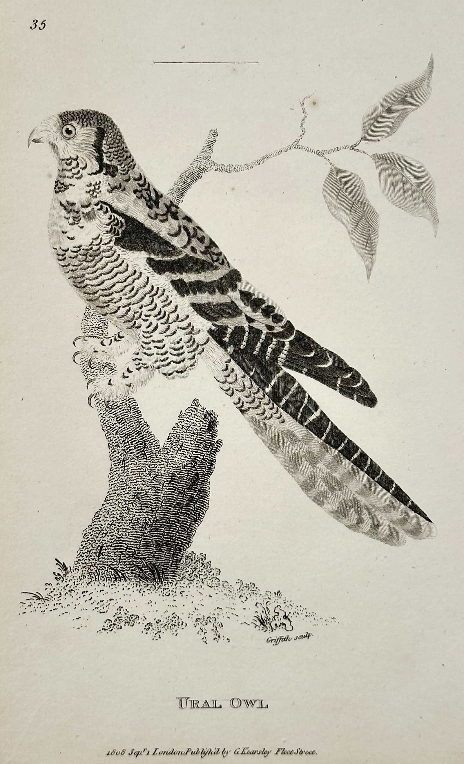 George Shaw (1751–1813) – Ural Owl – Engraving (1808) (1 of 2)