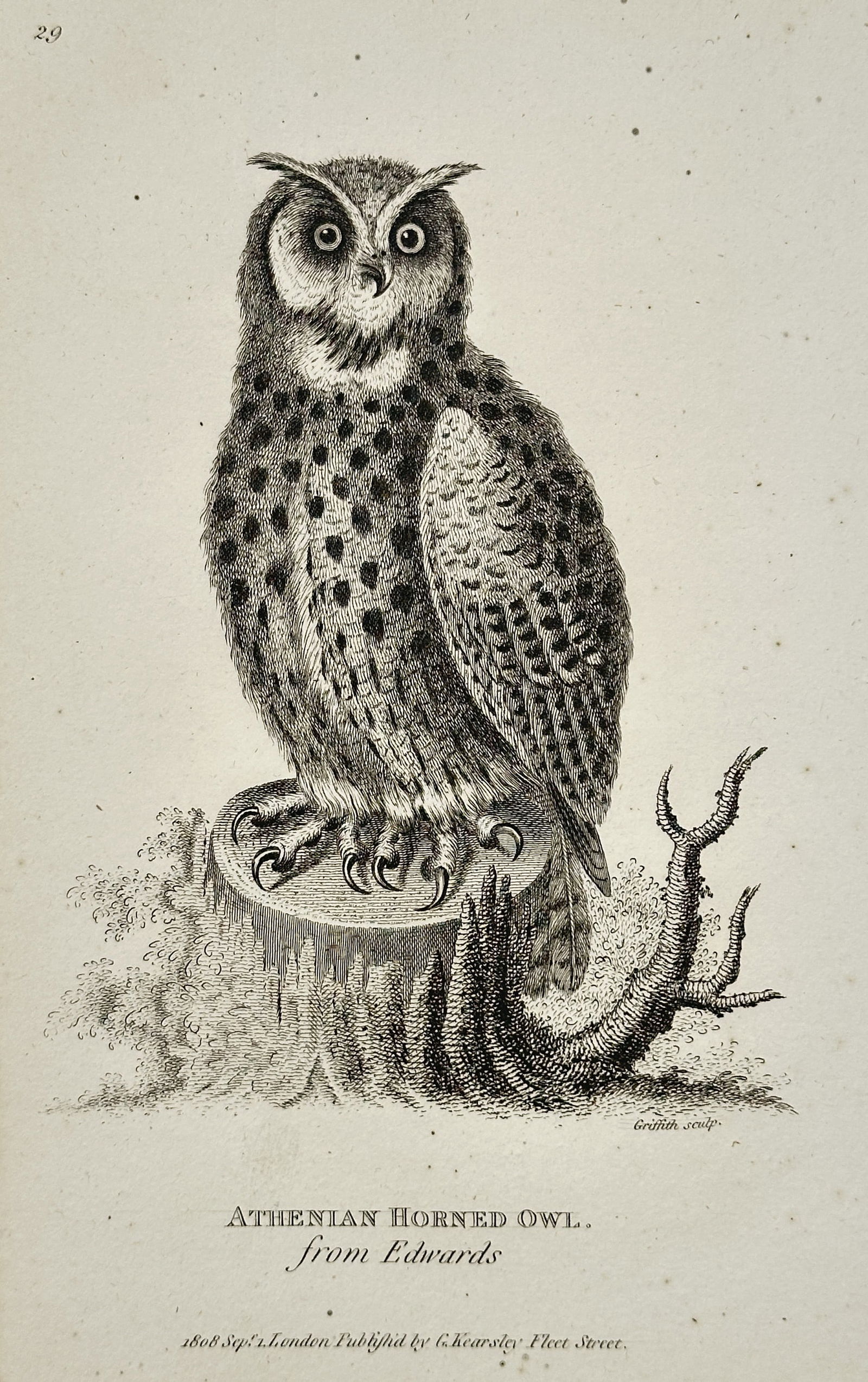 George Shaw (1751–1813) – Athenian Horned Owl – Engraving (1808) (1 of 2)