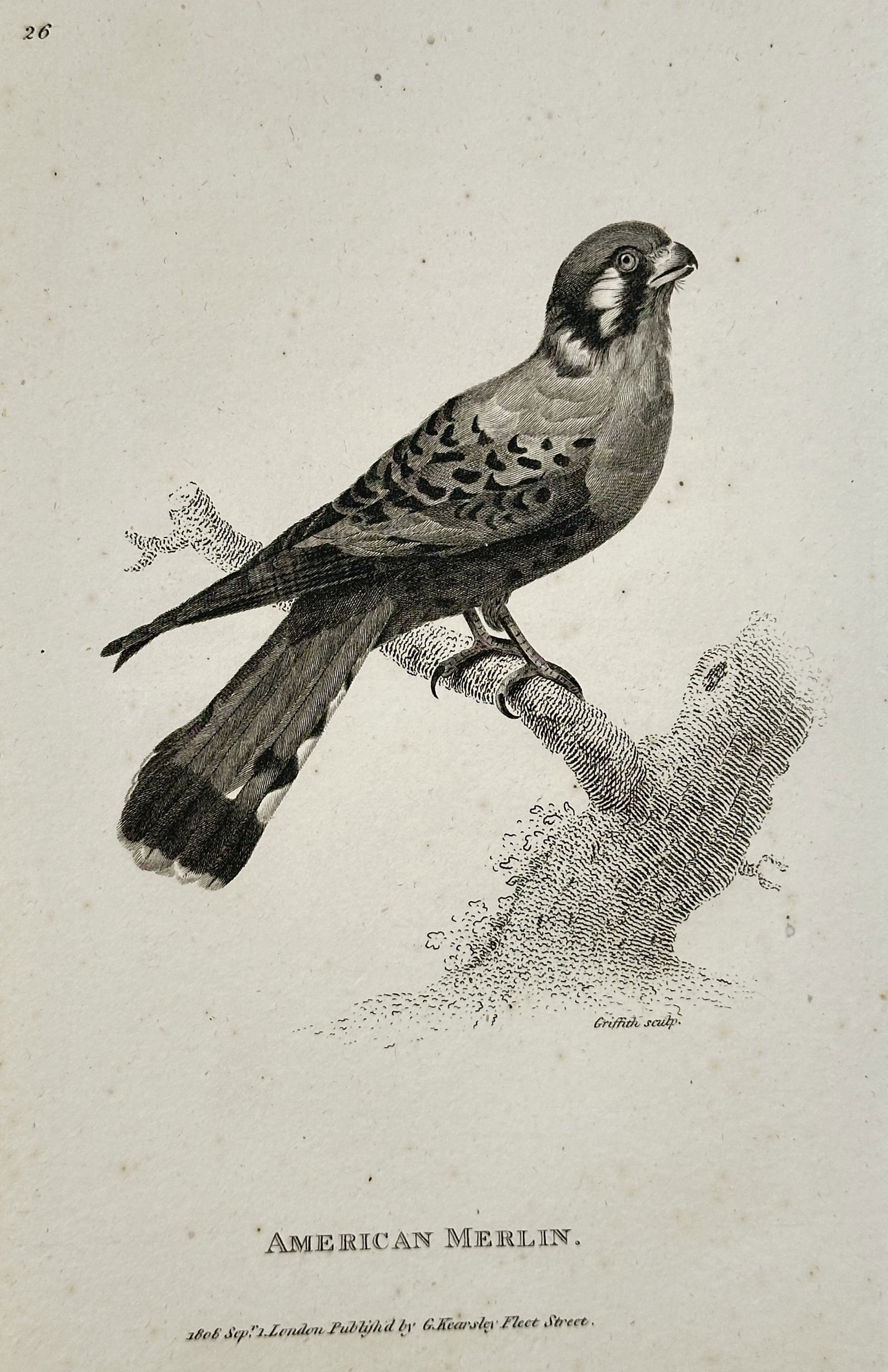 George Shaw (1751–1813) – American Merlin – Engraving (1808): This illustration features an American Merlin perched on a textured, mossy branch against a plain background. The work was published as part of General Zoology, or Systematic Natural History, an exten