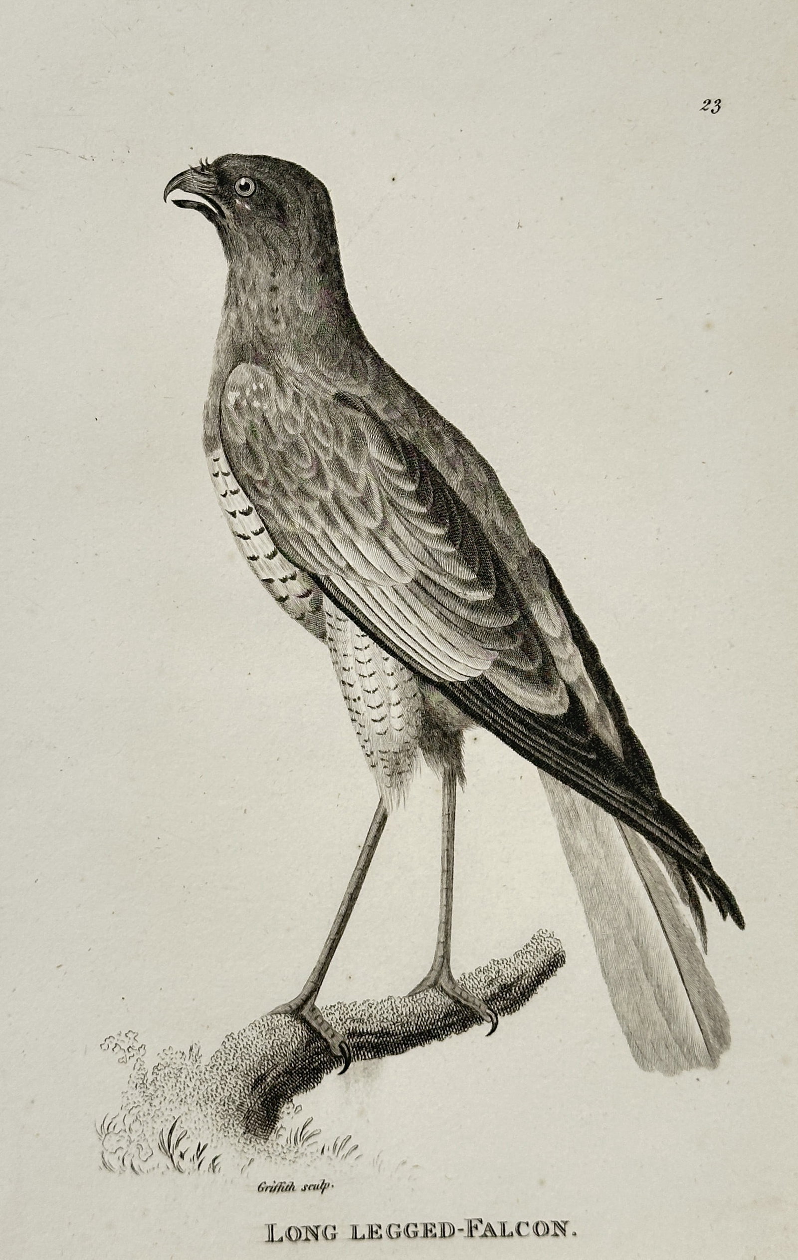 George Shaw (1751–1813) – Long Legged Falcon – Engraving (1808): This illustration depicts a long legged falcon in profile, standing upon a small, moss-covered branch. The work was produced for General Zoology, or Systematic Natural History, a major multi-volume pu