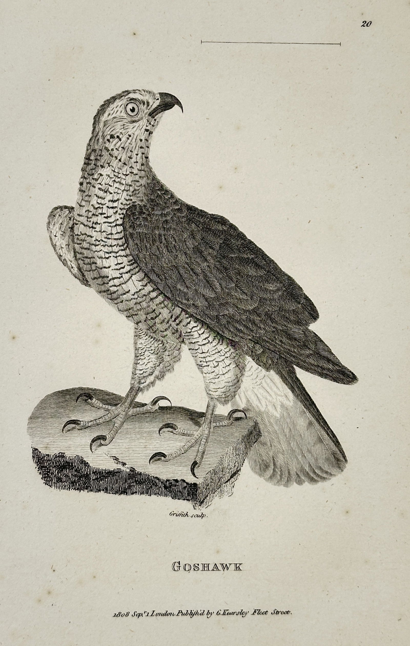 George Shaw (1751–1813) – Goshawk – Engraving (1808): This illustration depicts a goshawk standing upon a cut log, looking upward with a keen expression. The work belongs to General Zoology, or Systematic Natural History, a massive multi-volume encyclope