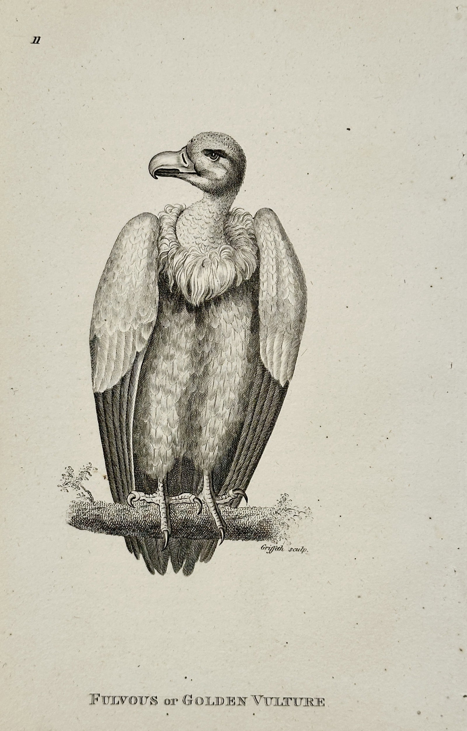 George Shaw (1751–1813) – Fulvous or Golden Vulture – Engraving (1808): This illustration depicts a fulvous or golden vulture facing left while perched on a simple horizontal branch. The work was published in General Zoology, or Systematic Natural History, a massive multi