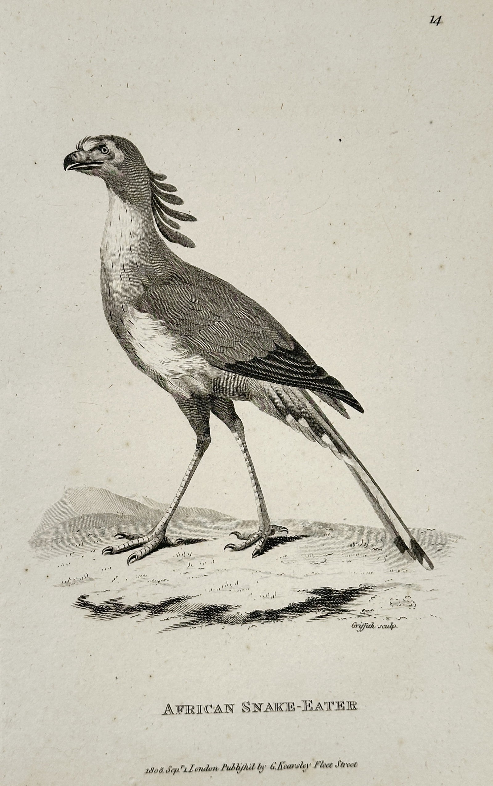 George Shaw (1751–1813) – African Snake-Eater – Engraving (1808): This illustration depicts an African snake-eater, also known as a secretary bird, standing in a sparse landscape with hills visible in the background. The work was published in General Zoology, or Sys