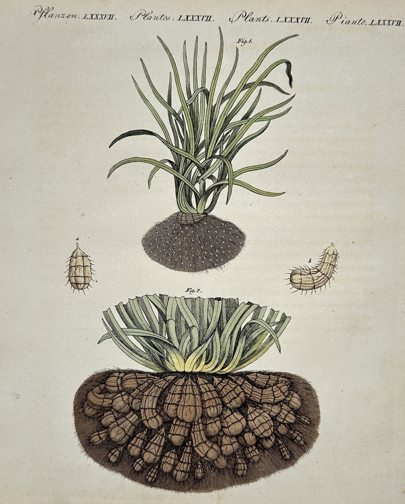 Friedrich Justin Bertuch (1747–1822) – Mandrake Plant – Engraving (1805): This hand-colored illustration depicts the Mandrake plant, known scientifically as Mandragora officinarum, shown in two distinct stages of growth. Figure 1 displays the young foliage emerging from a s