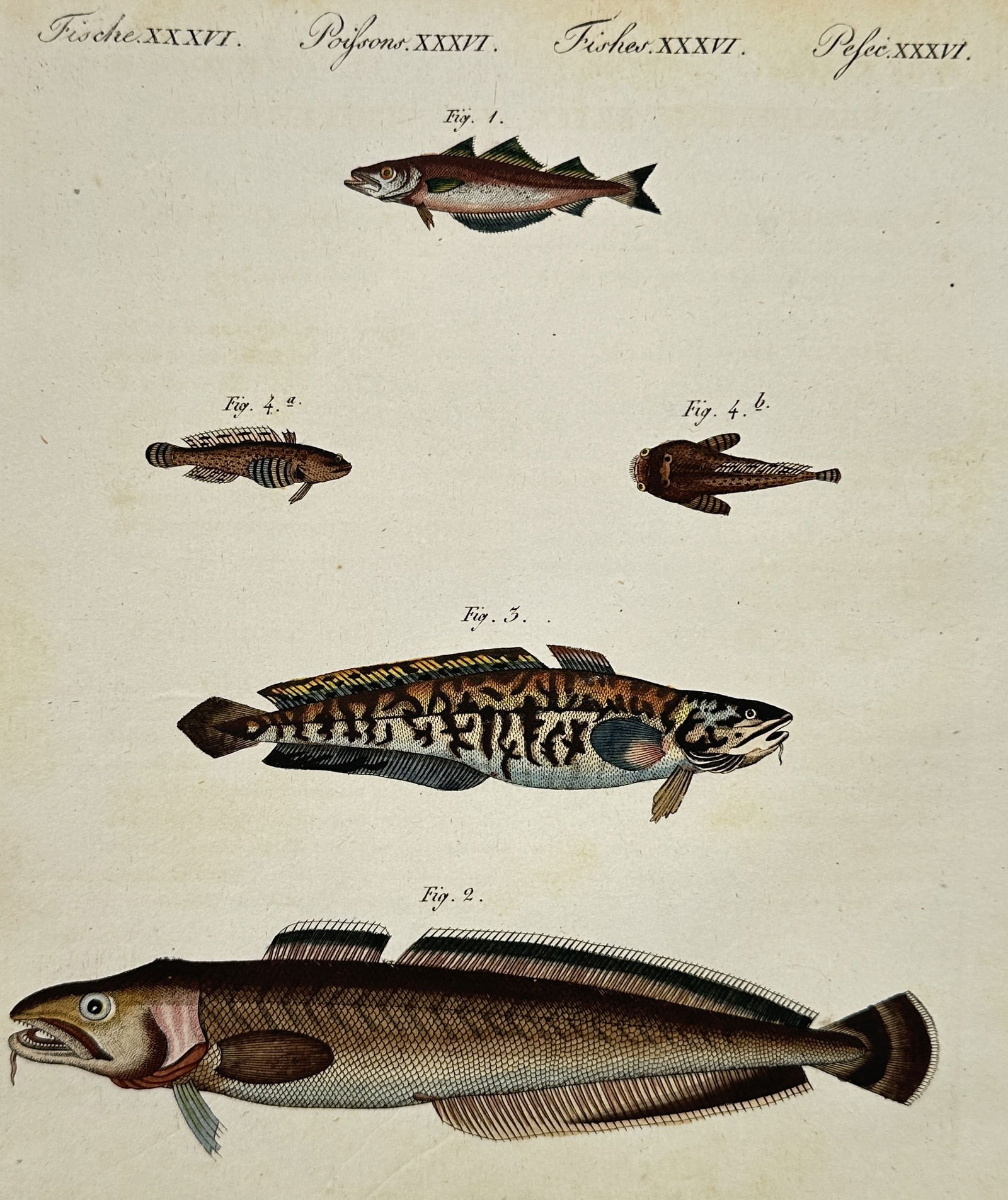 Friedrich Justin Bertuch (1747–1822) – Cod and Goby Fish – Engraving (1805) (1 of 2)