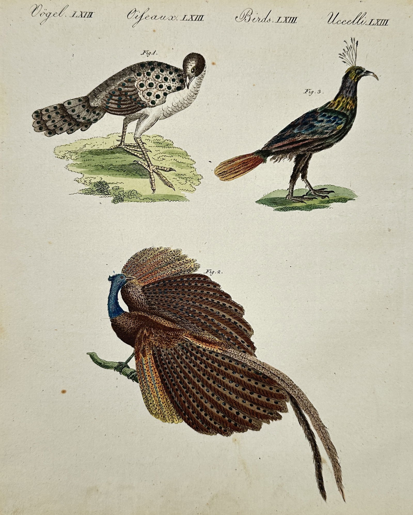 Friedrich Justin Bertuch (1747–1822) – Argus Pheasant and Exotic Birds – Engraving (1805) (1 of 2)