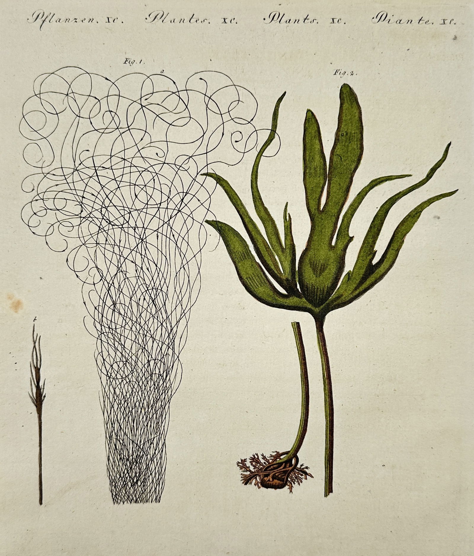 Friedrich Justin Bertuch (1747–1822) – Cabbage Palm and Seaweed – Engraving (1805) (1 of 2)