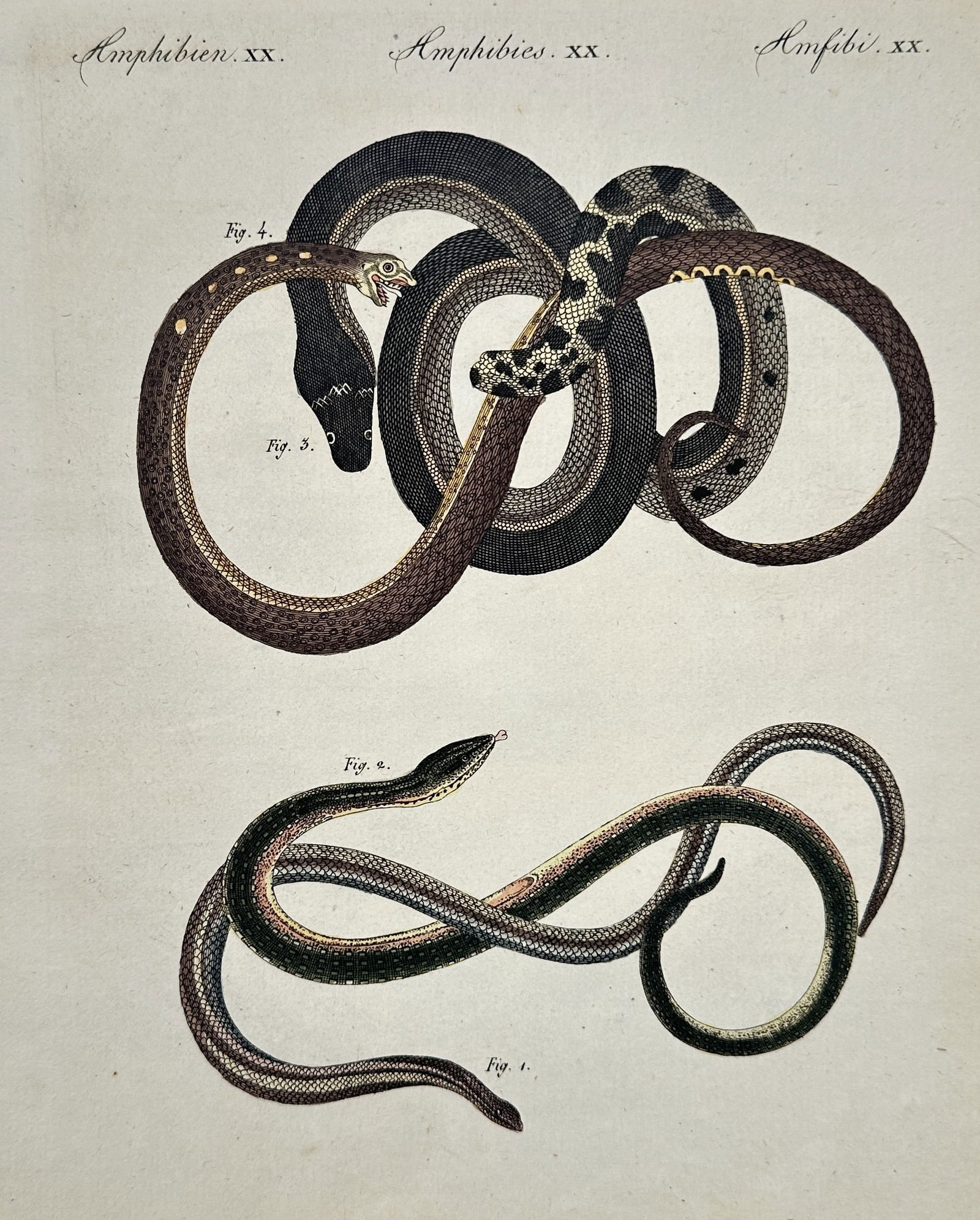 Friedrich Justin Bertuch (1747–1822) – Snakes – Engraving (1805) (1 of 2)