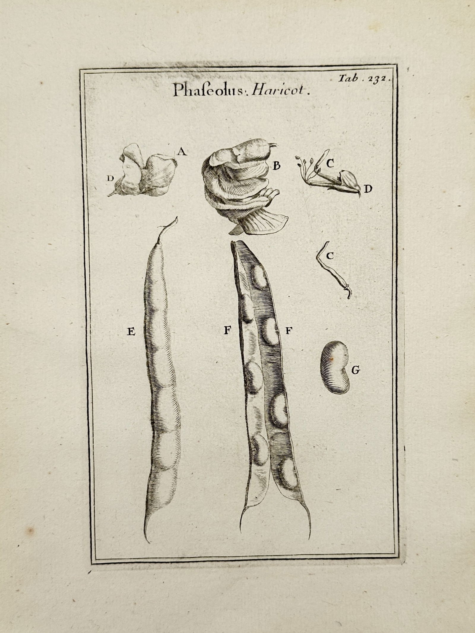 Joseph Pitton de Tournefort (1656–1708) – Phaseolus Haricot – Engraving (1719) (1 of 2)