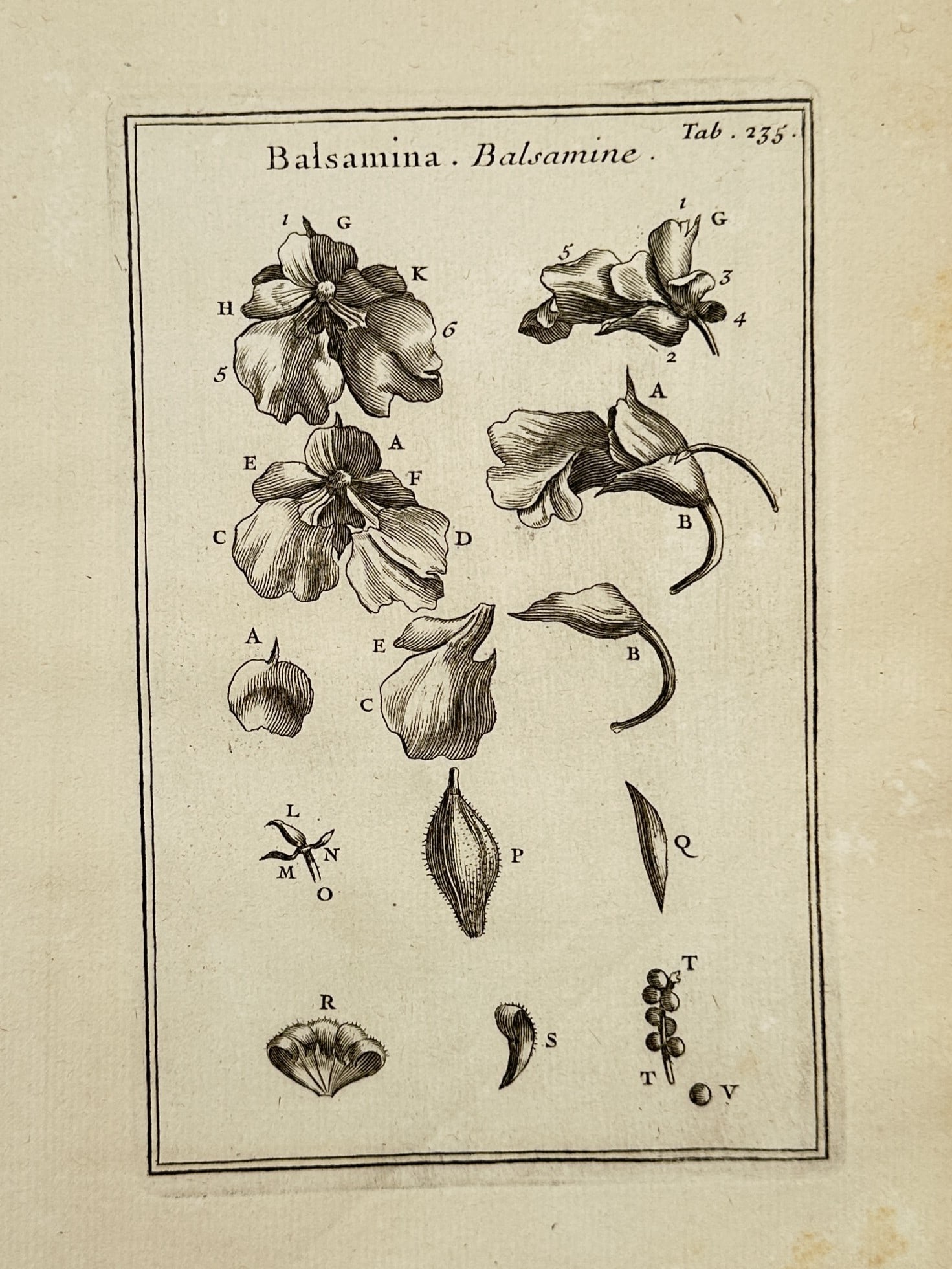 Joseph Pitton de Tournefort (1656–1708) – Balsamina Balsamine – Engraving (1719): This illustration presents a detailed botanical study of the Balsamina plant, commonly known as the touch-me-not or garden balsam. The plate features a series of analytical diagrams showing various st