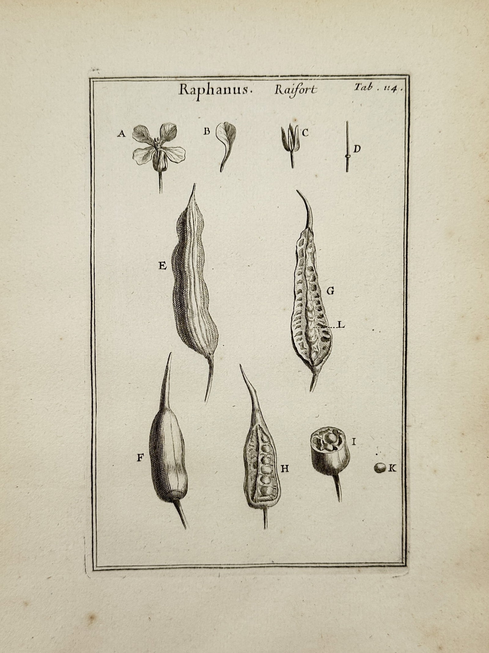 Joseph Pitton de Tournefort (1656–1708) – Raphanus Raifort – Engraving (1719): This illustration presents a detailed botanical study of the Raphanus plant, commonly known as radish. The plate features a series of analytical diagrams showing the flower structure, various seed pod
