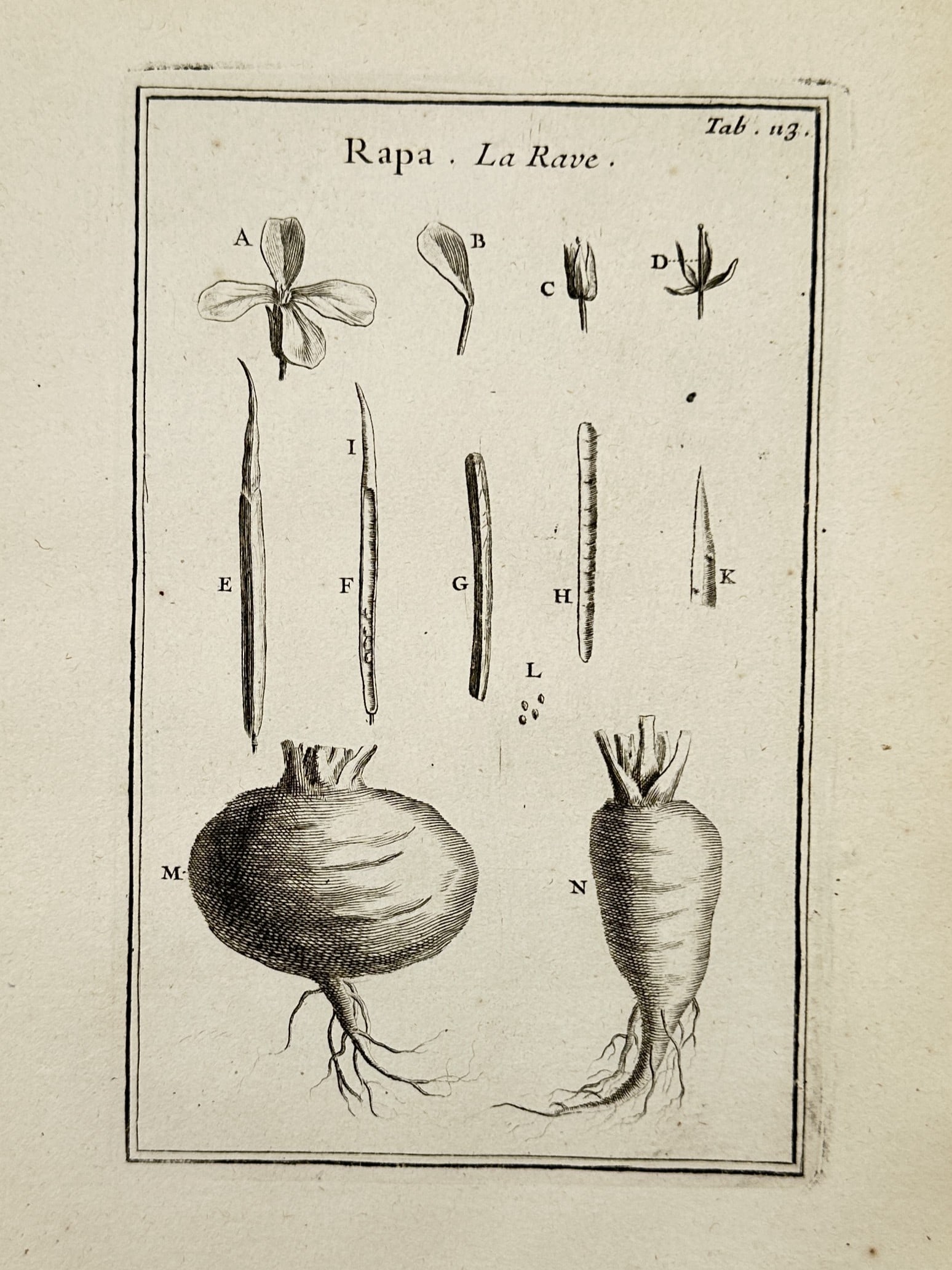 Joseph Pitton de Tournefort (1656–1708) – Rapa La Rave – Engraving (1719) (1 of 2)