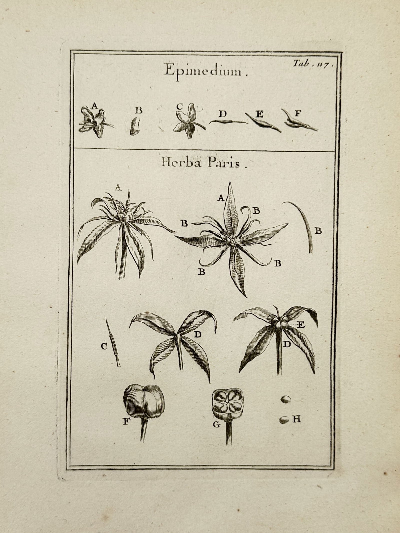 Joseph Pitton de Tournefort (1656–1708) – Epimedium and Herba Paris – Engraving (1719) (1 of 2)
