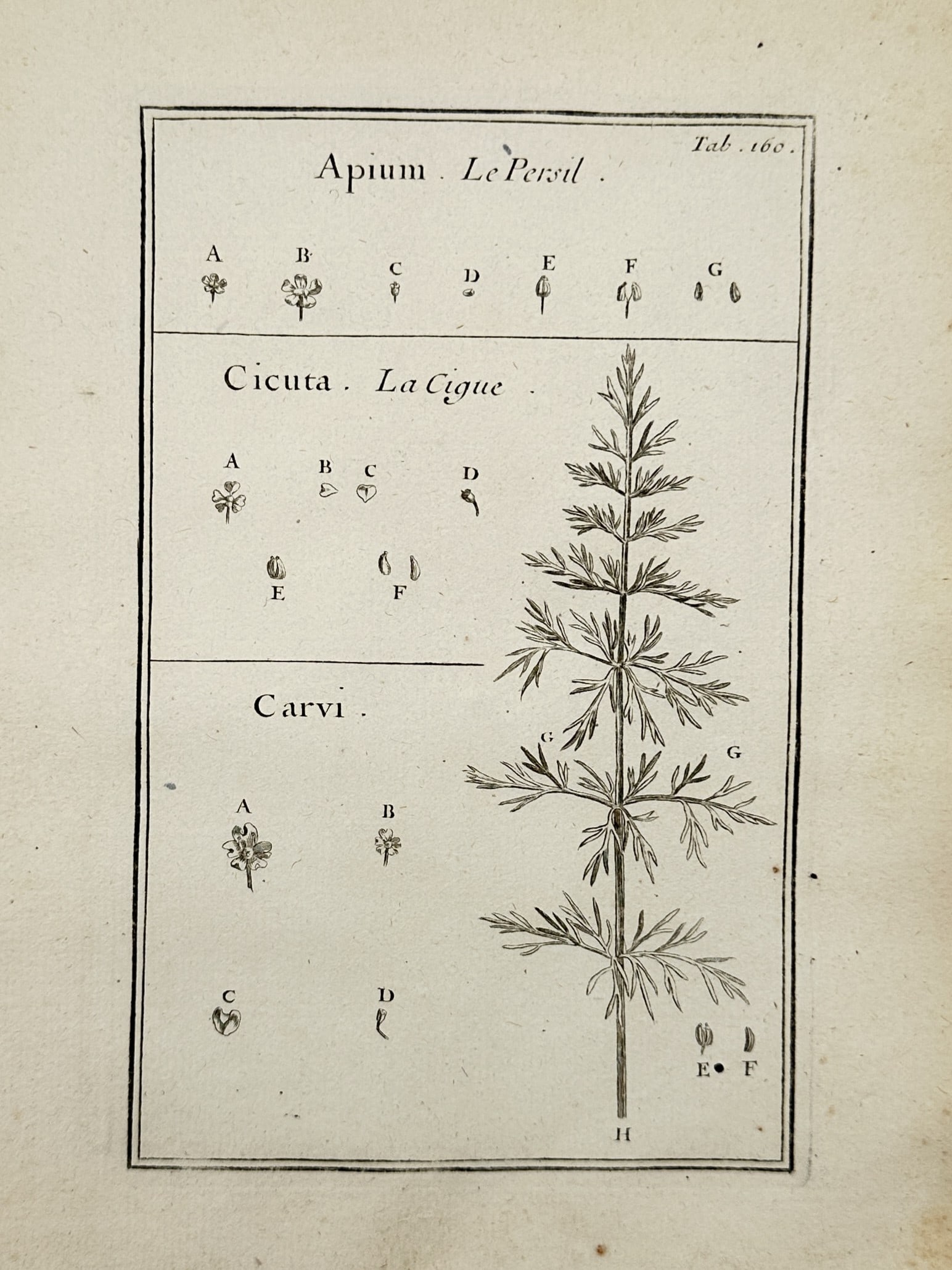 Joseph Pitton de Tournefort (1656–1708) – Parsley, Hemlock, and Caraway – Engraving (1719): This illustration presents a comparative botanical study of three distinct plants: Apium (parsley), Cicuta (hemlock), and Carvi (caraway). The plate is divided into horizontal registers, each showing 
