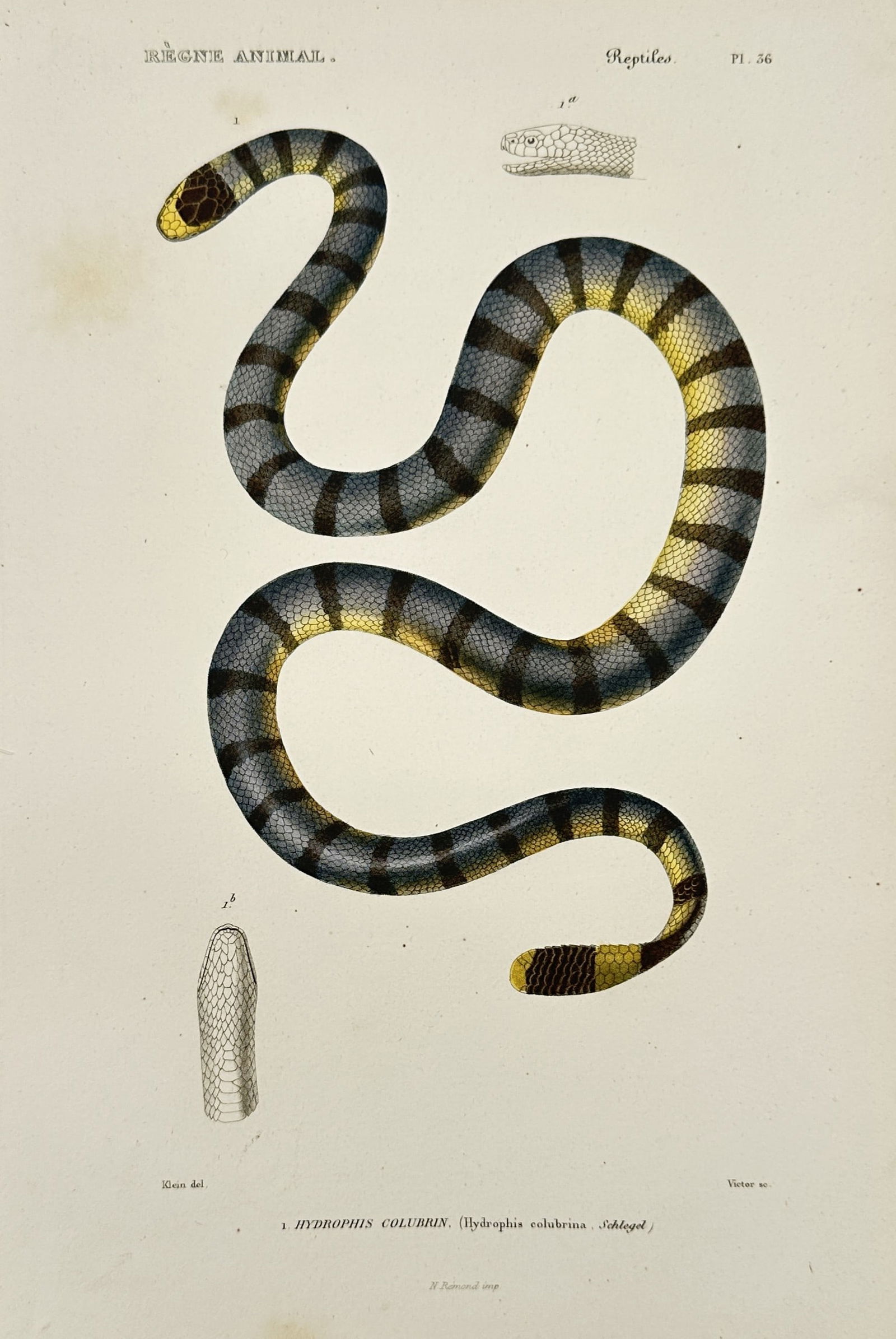 Georges Cuvier (1769–1832) – Hydrophis Colubrin – Engraving (1836) (1 of 2)