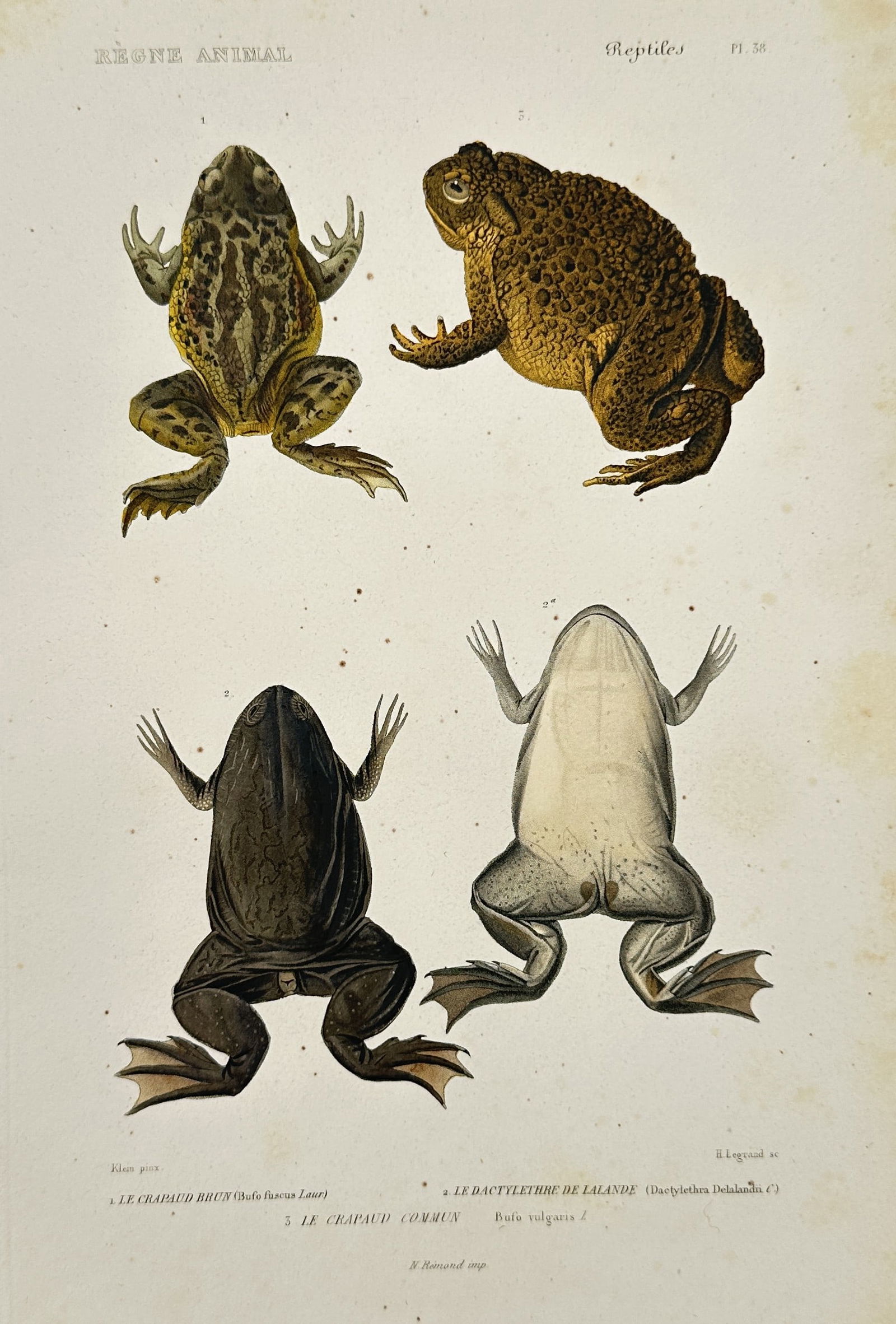 Georges Cuvier (1769–1832) – Frogs and Toads – Engraving (1836) (1 of 2)