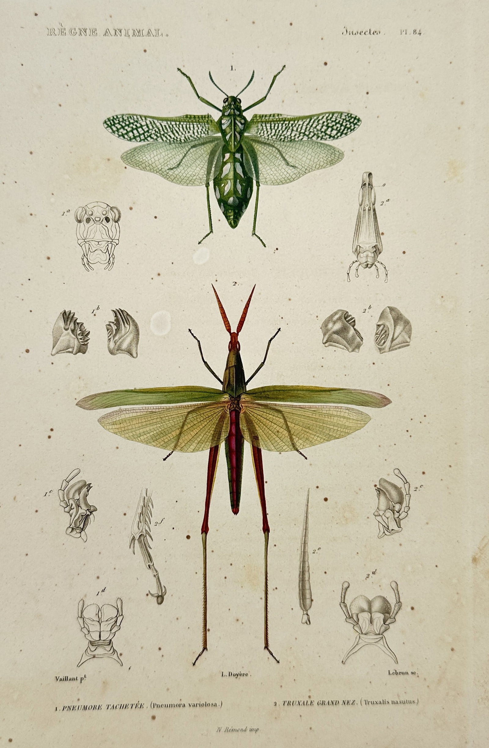 Georges Cuvier (1769–1832) – Insects and Amphibians – Engraving (1836): This set of three hand-colored engravings provides a comprehensive look at the diverse species documented in Le Règne Animal (The Animal Kingdom). The first plate displays two species of orthopteran 