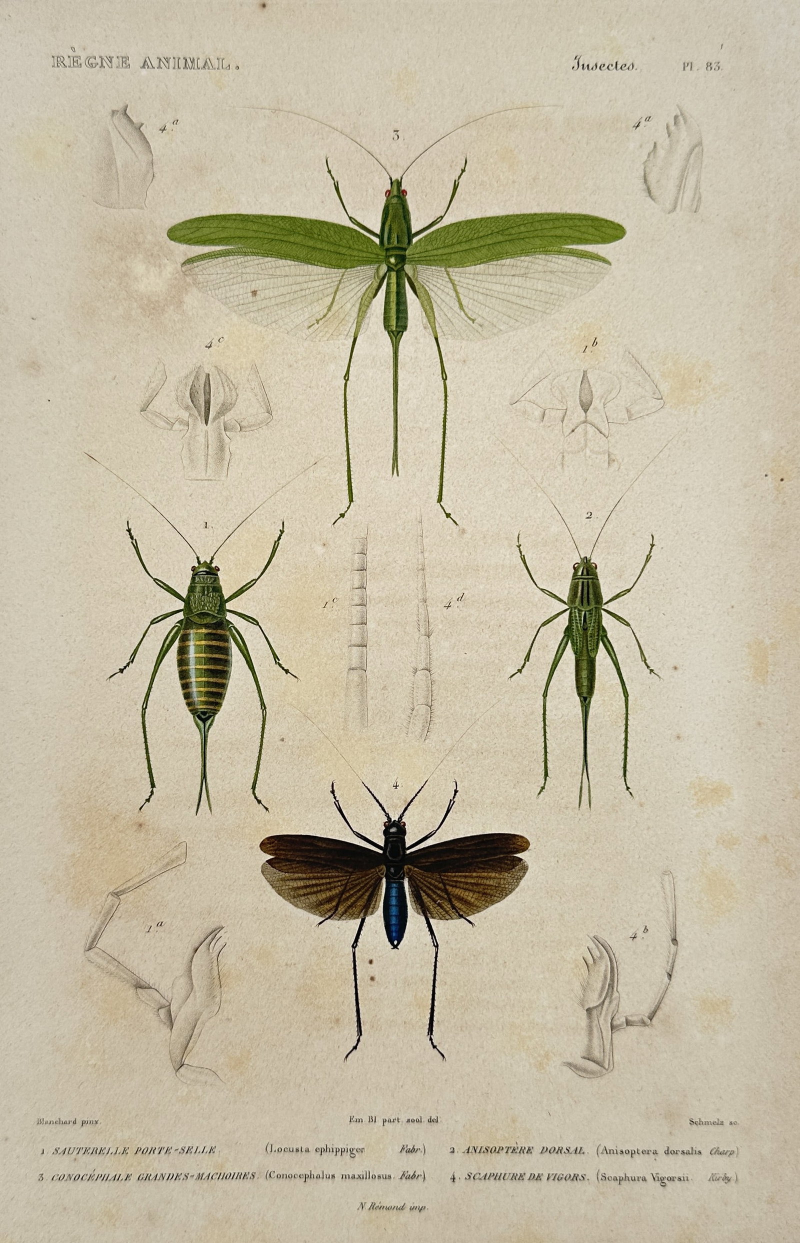Georges Cuvier (1769–1832) – Grasshoppers and Locusts – Engraving (1836): This hand-colored engraving presents a detailed entomological study of various orthopteran insects, featuring a large green grasshopper and a smaller, dark-winged specimen. The plate includes numerous