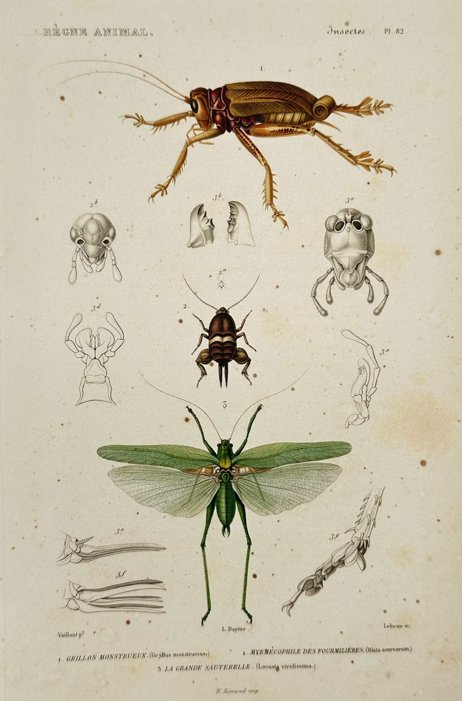 Georges Cuvier (1769–1832) – Insects and Grasshoppers – Engraving (1836) (1 of 2)