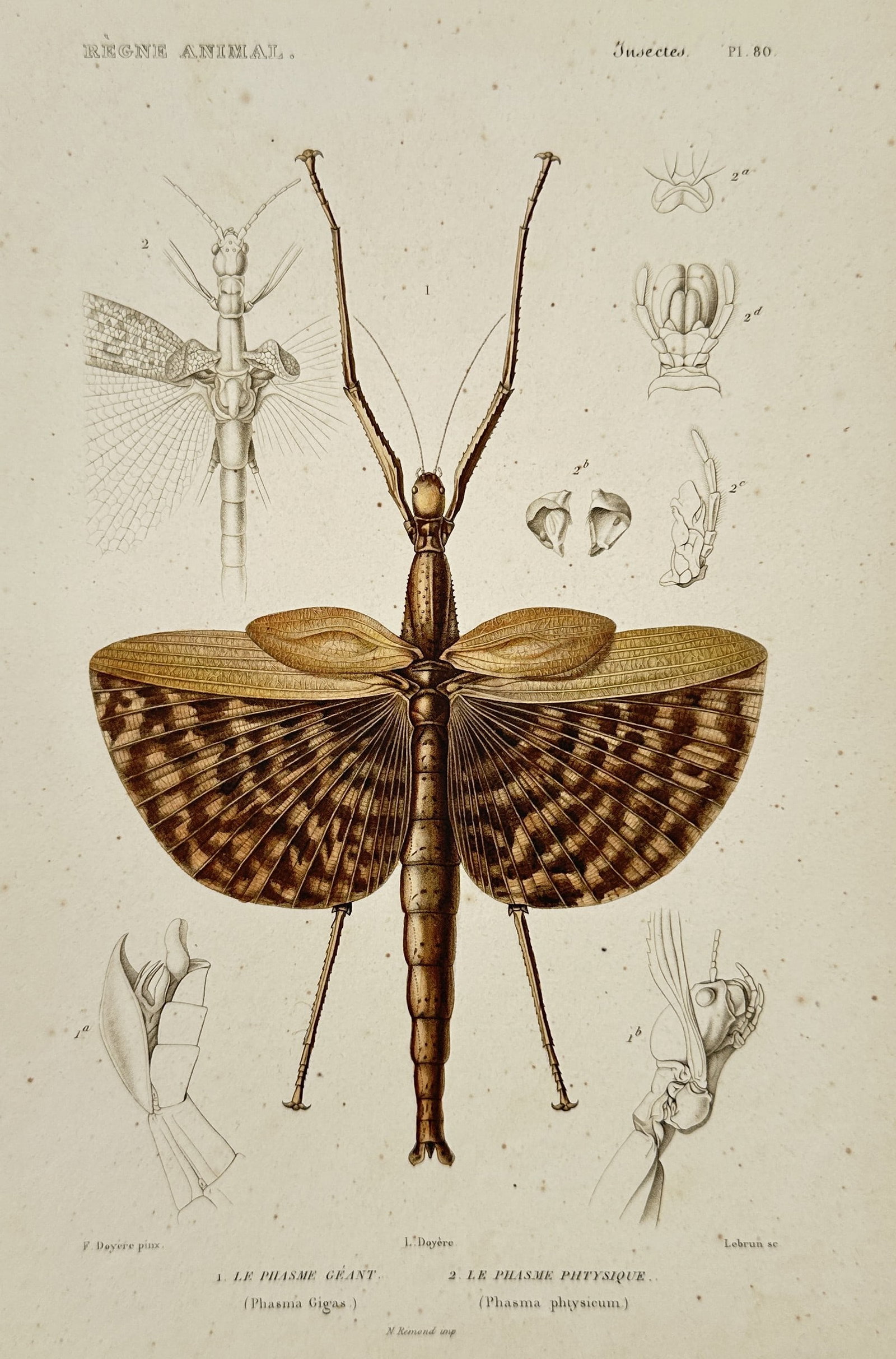 Georges Cuvier (1769–1832) – Giant Stick Insects – Engraving (1836): This hand-colored engraving provides a meticulous entomological study of the Phasma Gigas (Giant Stick Insect) and Phasma Physicum. The central figure is depicted with its expansive, mottled brown win