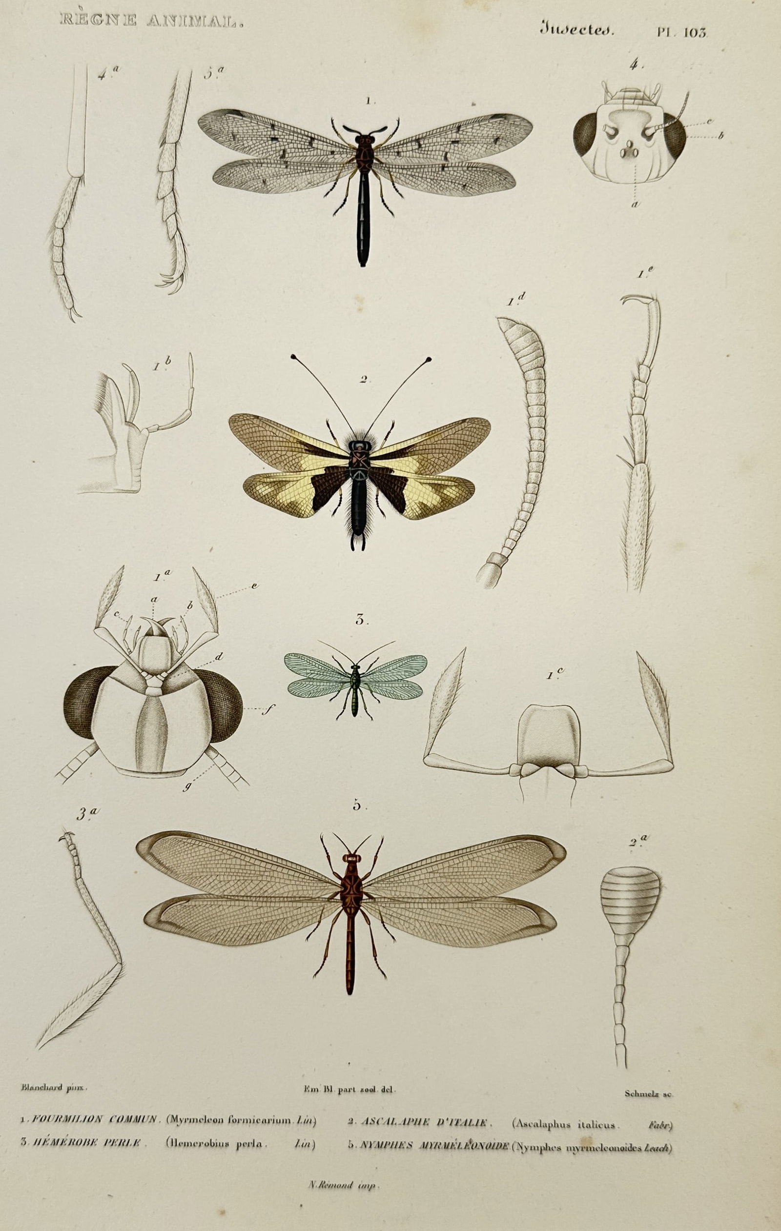 Georges Cuvier (1769–1832) – Antlions and Lacewings – Engraving (1836) (1 of 2)
