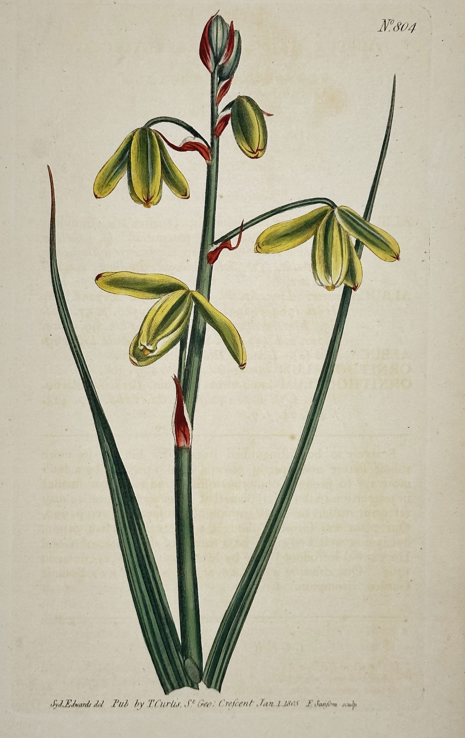 Sydenham Edwards (1768–1819) – Albuca Viridiflora – Engraving (1805) (1 of 2)