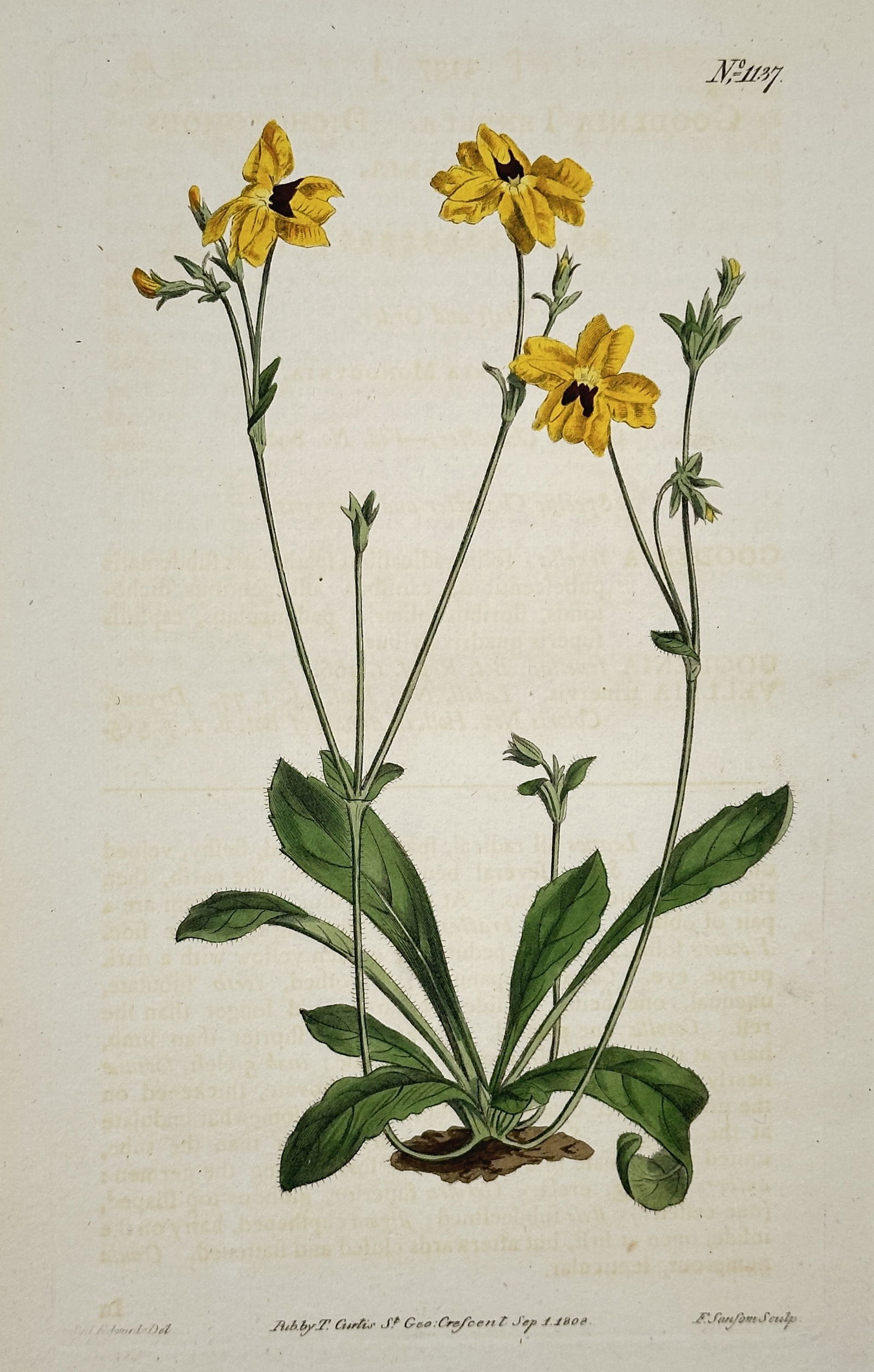Sydenham Edwards (1768–1819) – Yellow Goodenia – Engraving (1808) (1 of 2)
