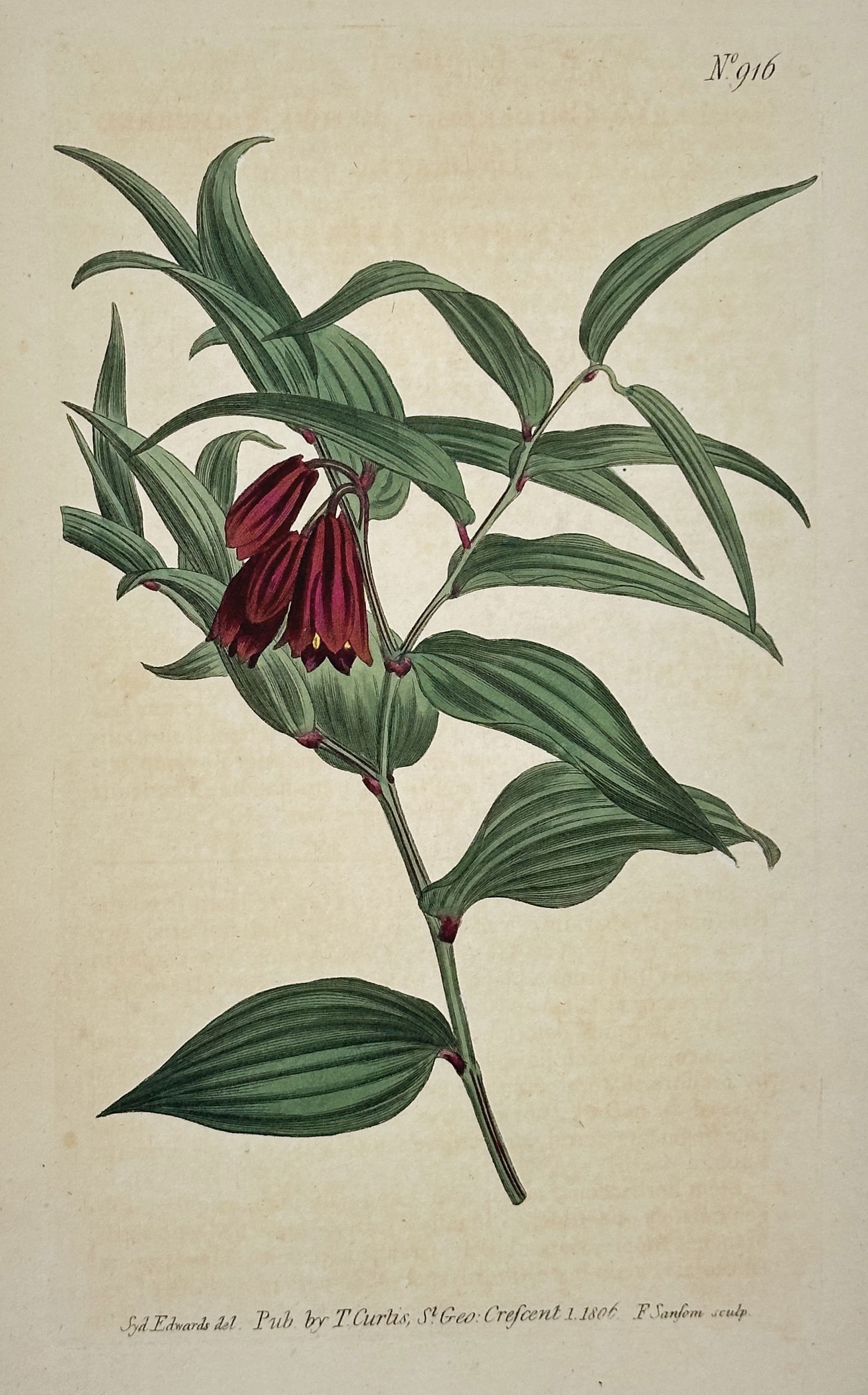 Sydenham Edwards (1768–1819) – Uvularia Lanuginosa – Engraving (1806) (1 of 2)