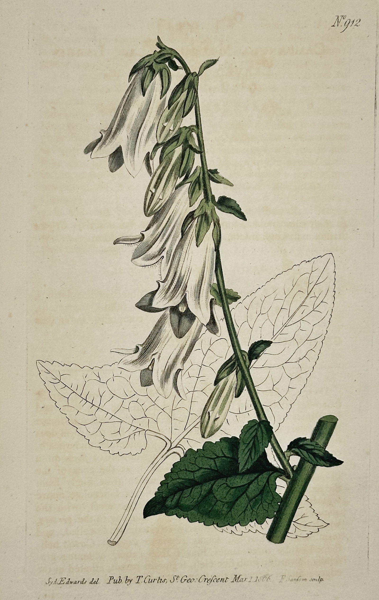 Sydenham Edwards (1768–1819) – Spotted Bellflower – Engraving (1806) (1 of 2)