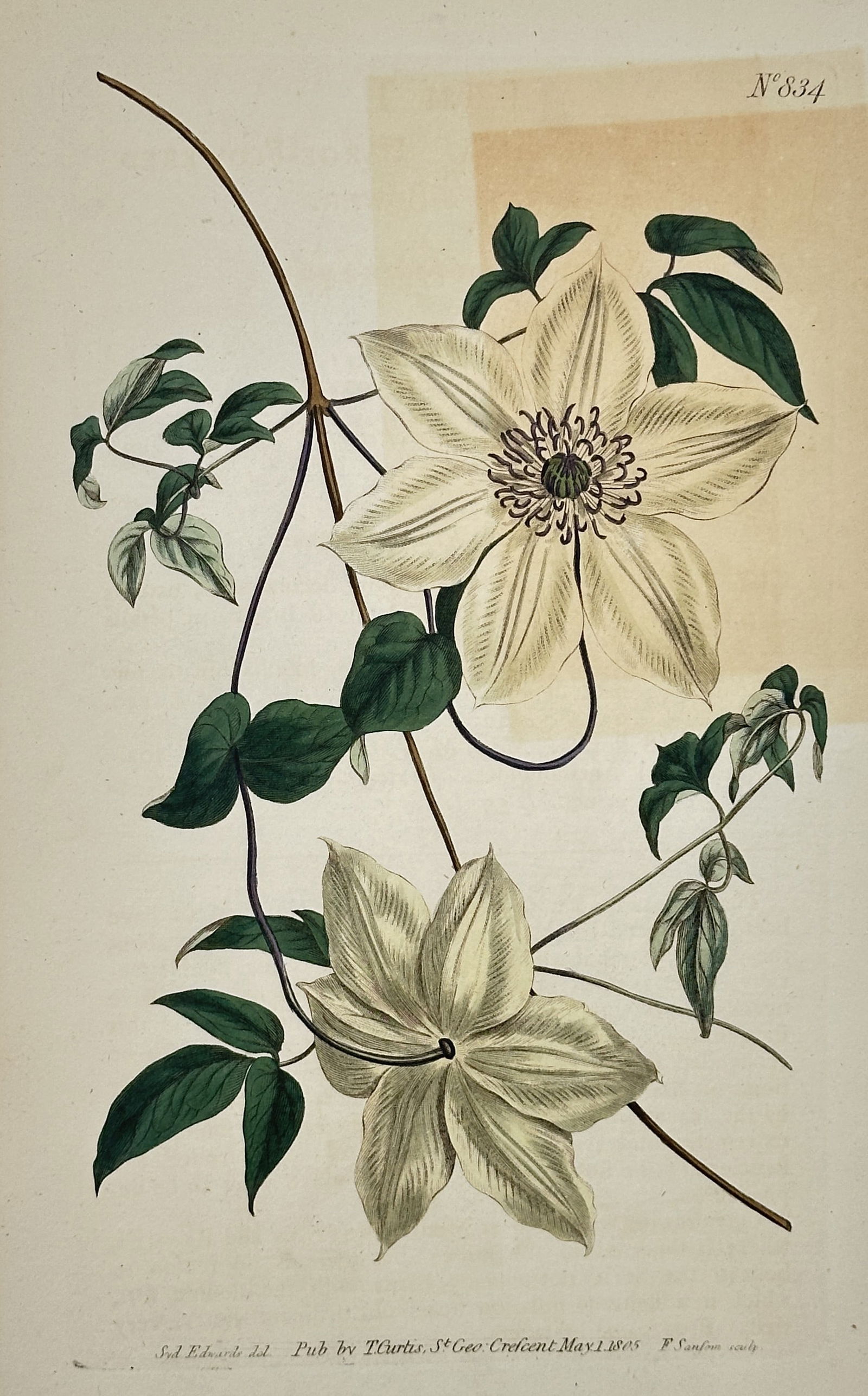 Sydenham Edwards (1768–1819) – Florida Clematis – Engraving (1805) (1 of 2)