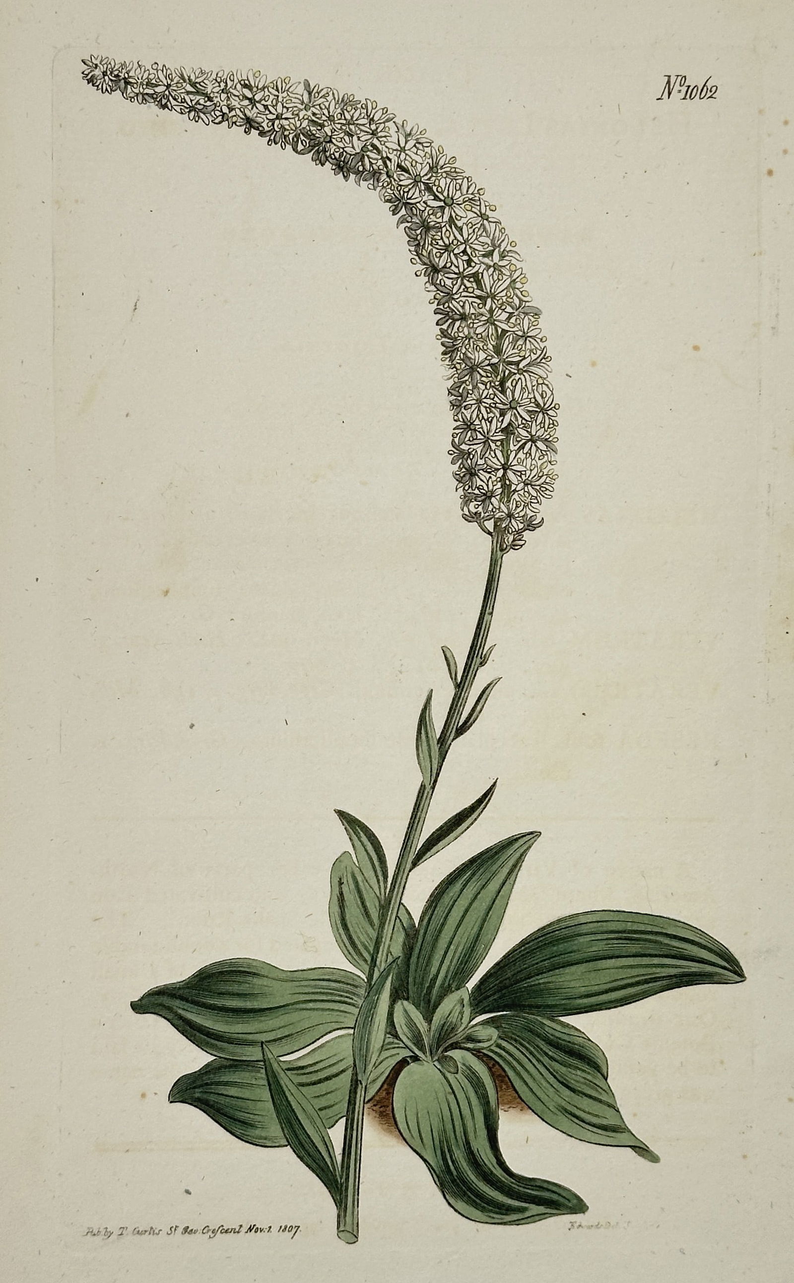Sydenham Edwards (1768–1819) – White-Flowered Gooseneck Loosestrife – Engraving (1807) (1 of 2)