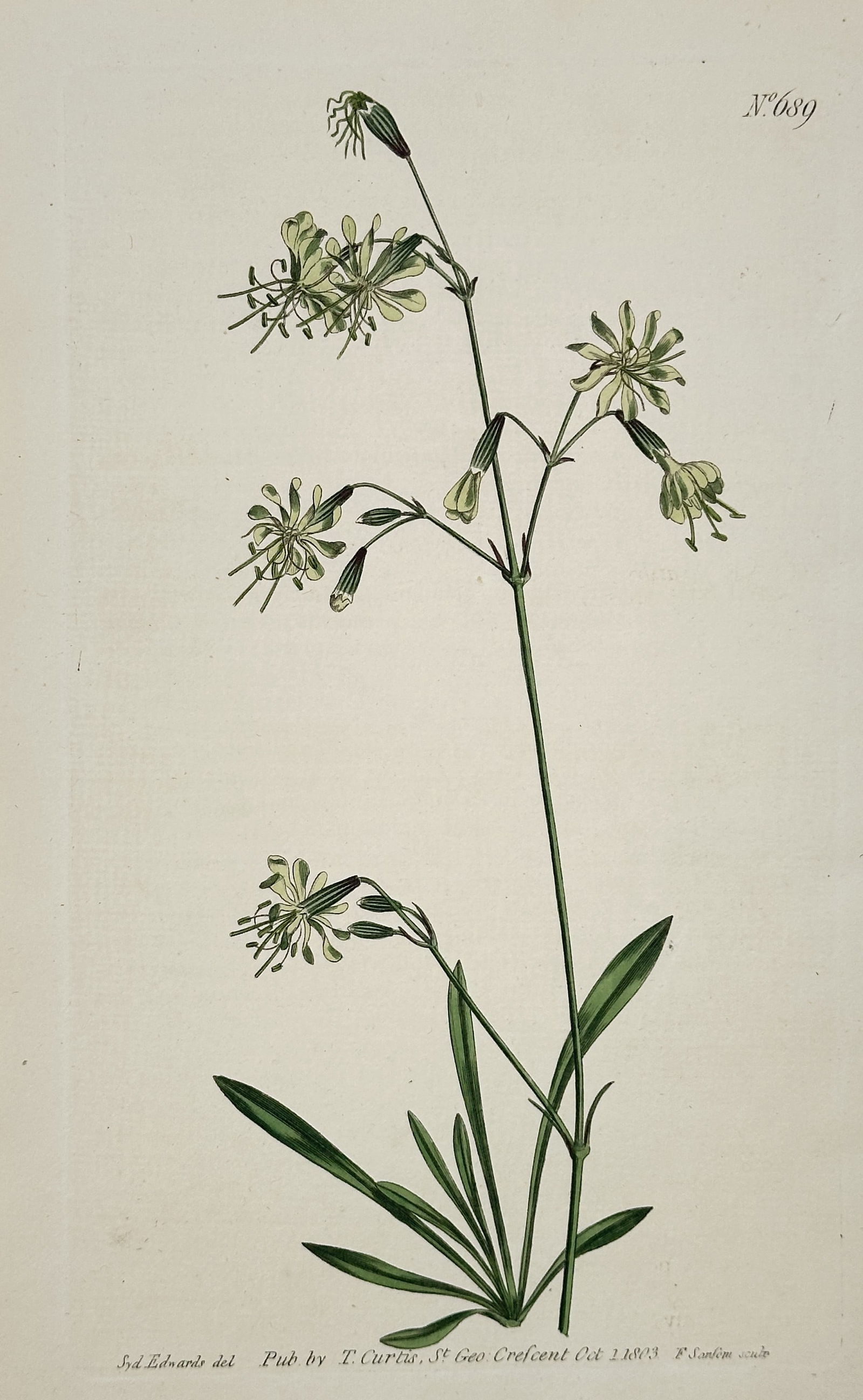 Sydenham Edwards (1768–1819) – Nottingham Catchfly – Engraving (1803) (1 of 2)