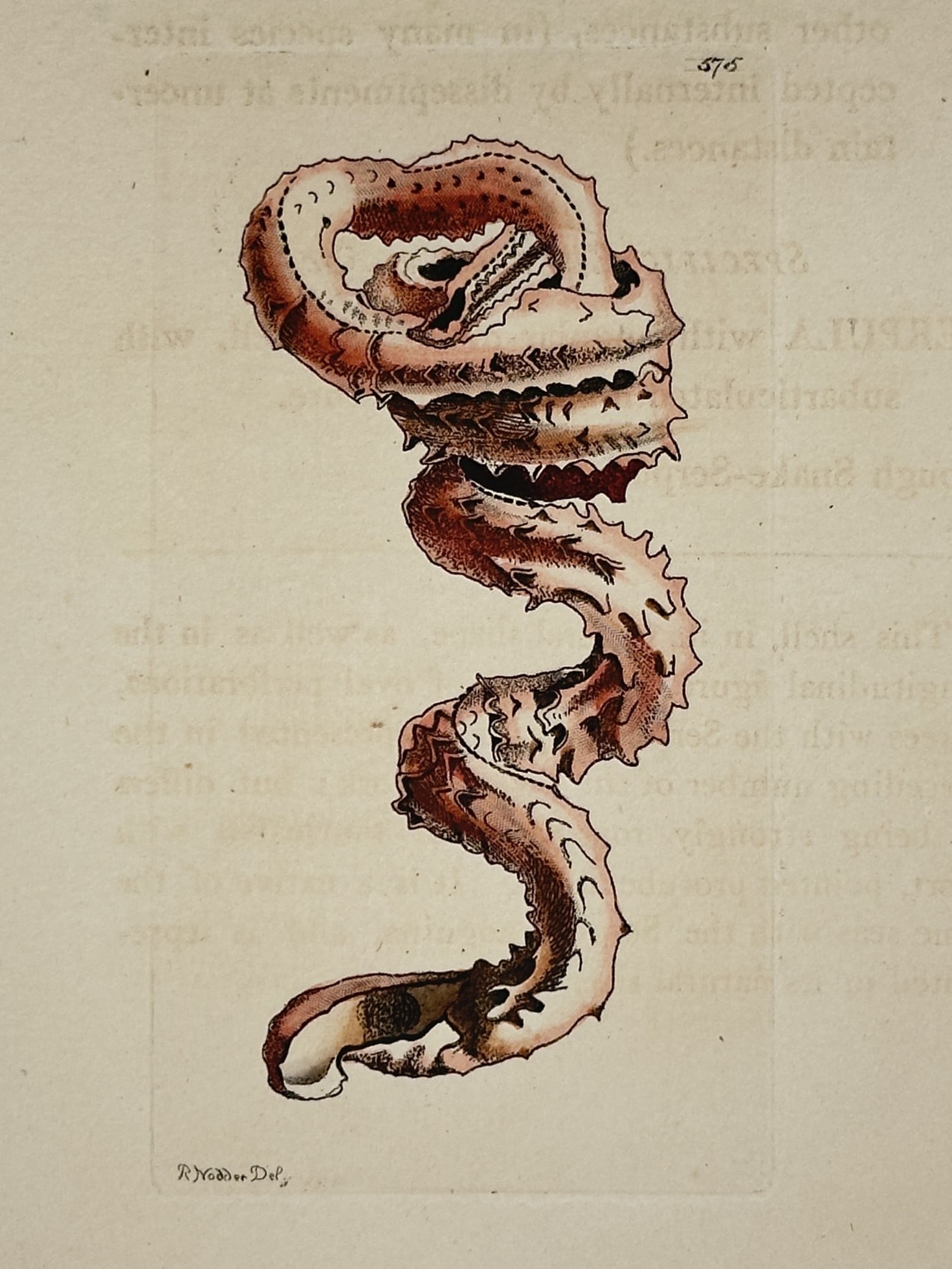 Frederick Polydore Nodder (1751–1801) – Muricated Serpula – Illustration (1794) (1 of 2)