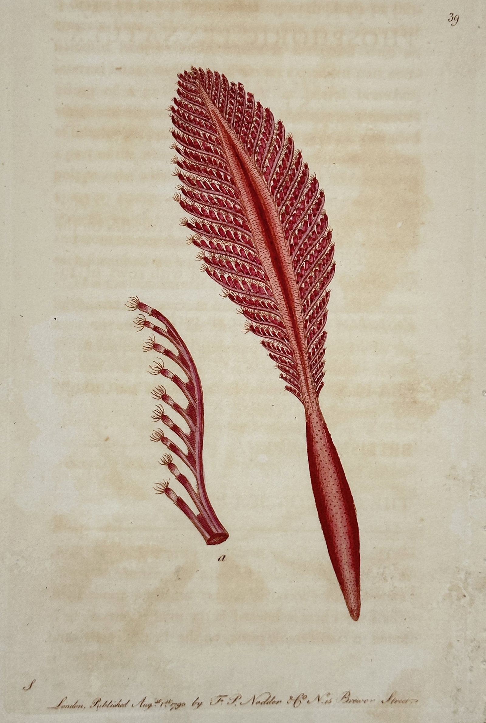 Frederick Polydore Nodder (1751–1801) – Phosphoric Sea-Pen – Illustration (1790): This hand-colored illustration depicts the Pennatula phosphorea, commonly known as the phosphoric sea-pen, alongside a magnified detail of a single polyp branch. The specimen is rendered in a vibrant 