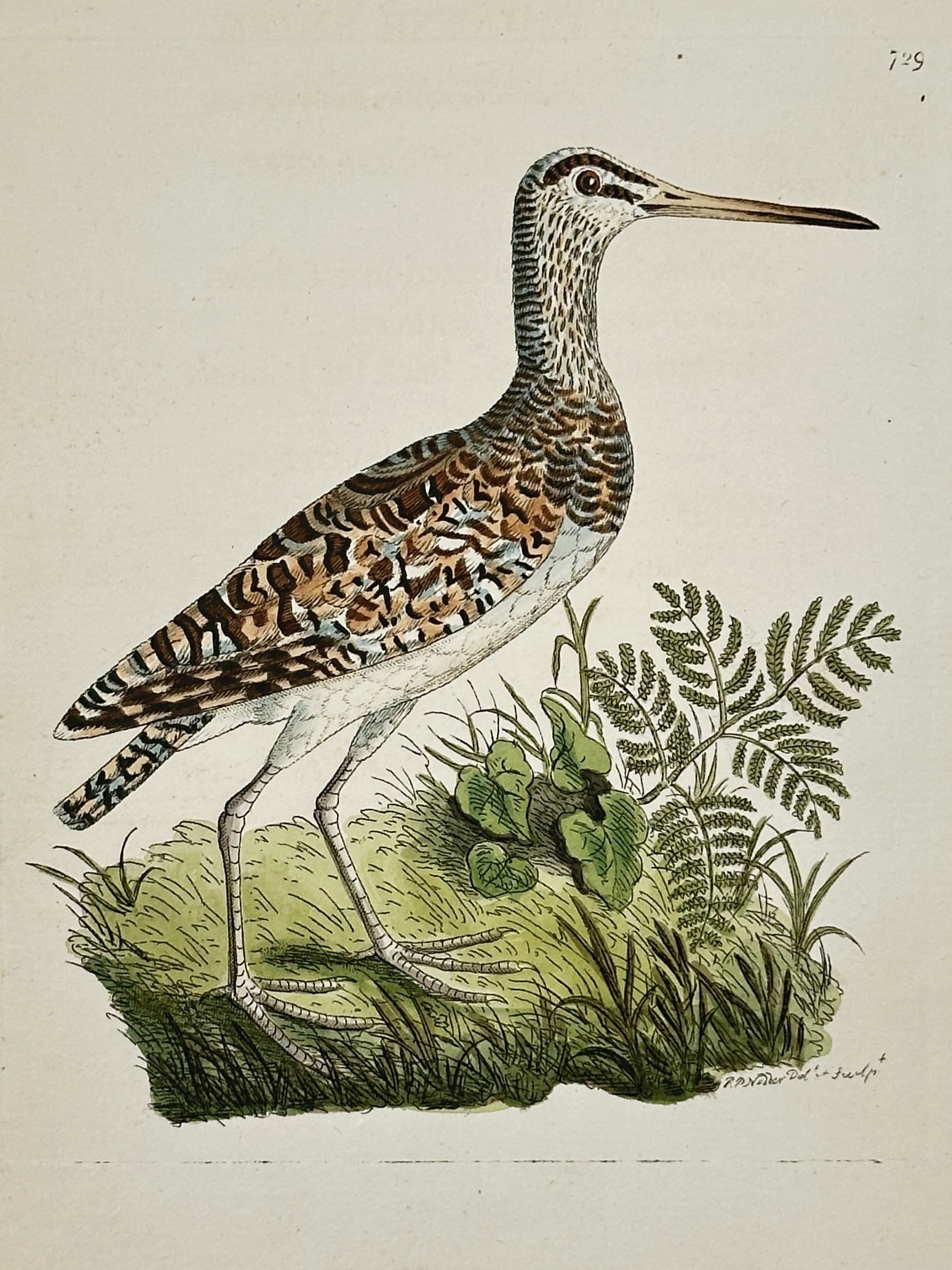 Frederick Polydore Nodder (1751–1801) – Painted Snipe – Illustration (1797): This hand-colored illustration depicts the Rostratula benghalensis, or Greater Painted Snipe, standing in a naturalistic marshland setting amongst ferns and leafy vegetation. The bird is rendered with