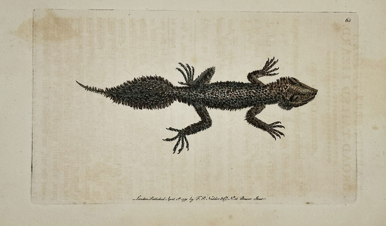 Frederick Polydore Nodder (1751–1801) – Broad-Tailed Lizard – Illustration (1791): This hand-colored illustration depicts the Lacerta platura (now known as the Broad-tailed Gecko, Phyllurus platurus), viewed from a dorsal perspective to emphasize its distinctive heart-shaped, depres