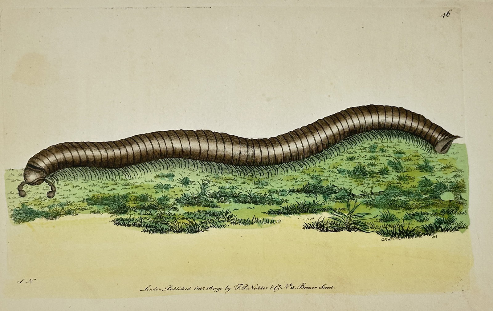 Frederick Polydore Nodder (1751–1801) – Giant Millipede – Illustration (1791): This hand-colored illustration depicts the Julus maximus (Giant Millipede), shown in a side profile as it traverses a patch of mossy ground. The specimen is rendered with careful attention to its nume