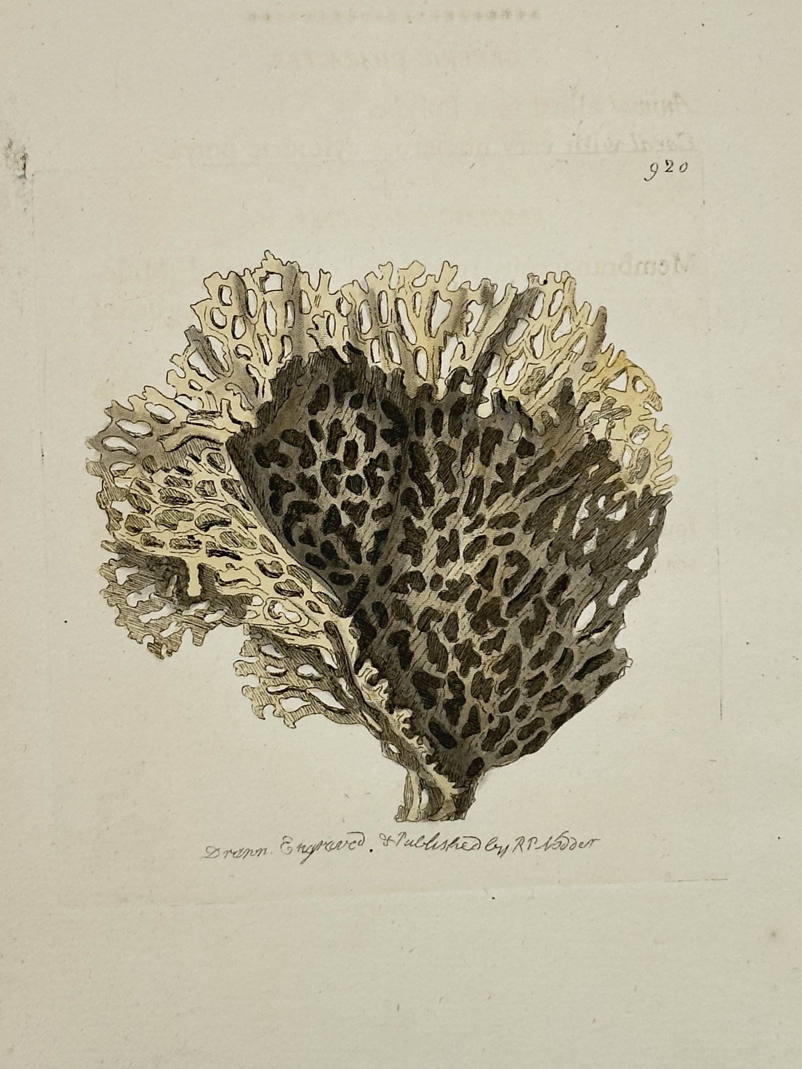 Frederick Polydore Nodder (1751–1801) – Reticulated Millepore – Illustration (1795): This hand-colored illustration depicts a specimen of Millepora reticulata (commonly known as a fire coral or reticulated millepore), showcasing its intricate, lace-like skeletal structure and network 