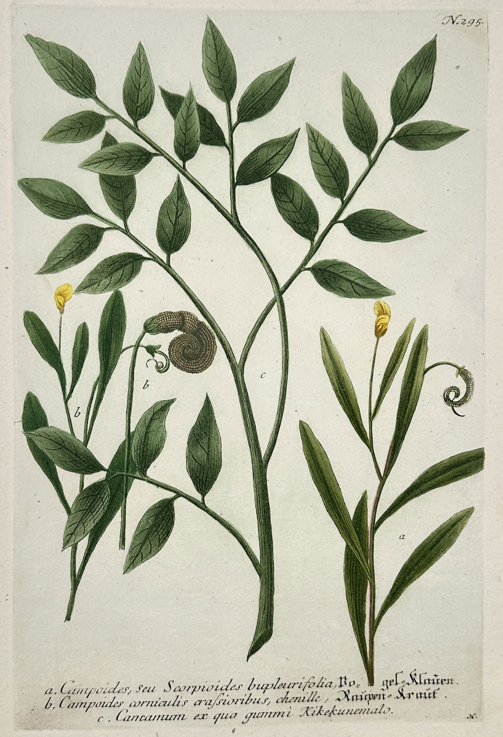 Johann Wilhelm Weinmann (1683–1741) – Scorpion Senna and Caterpillar Plant – Illustration (1 of 2)