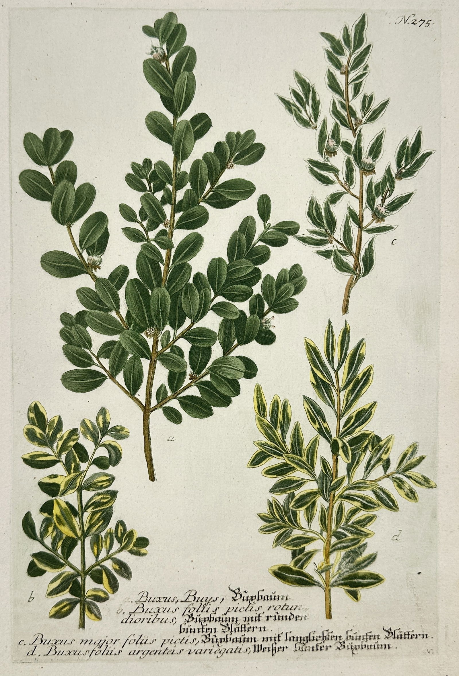 Johann Wilhelm Weinmann (1683–1741) – Common Box and Variegated Varieties – Illustration (1 of 2)